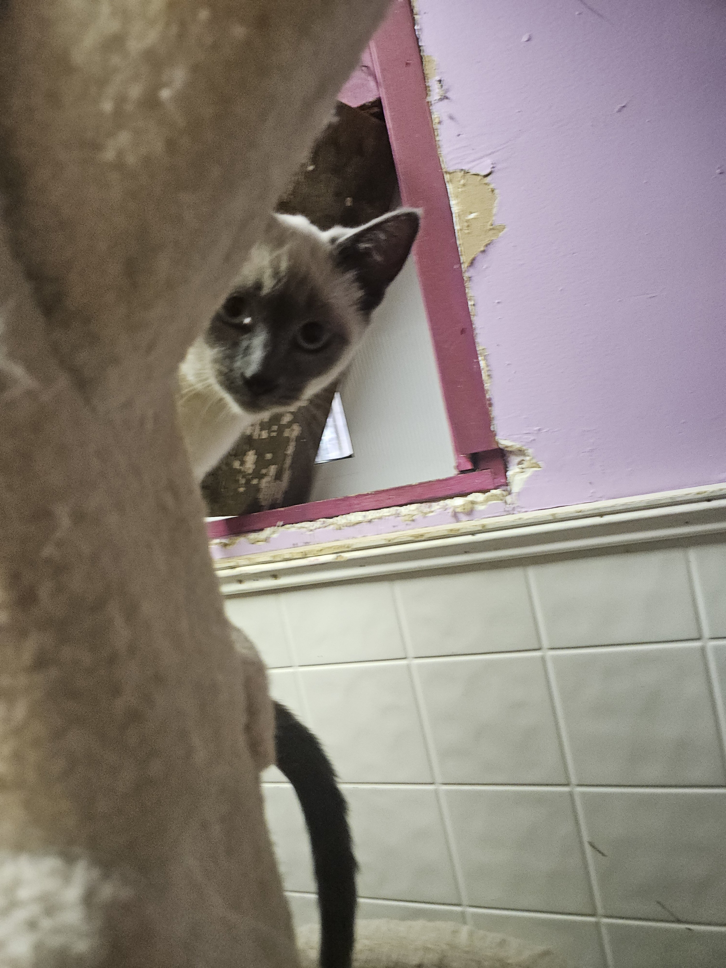Siamese kitten image 4