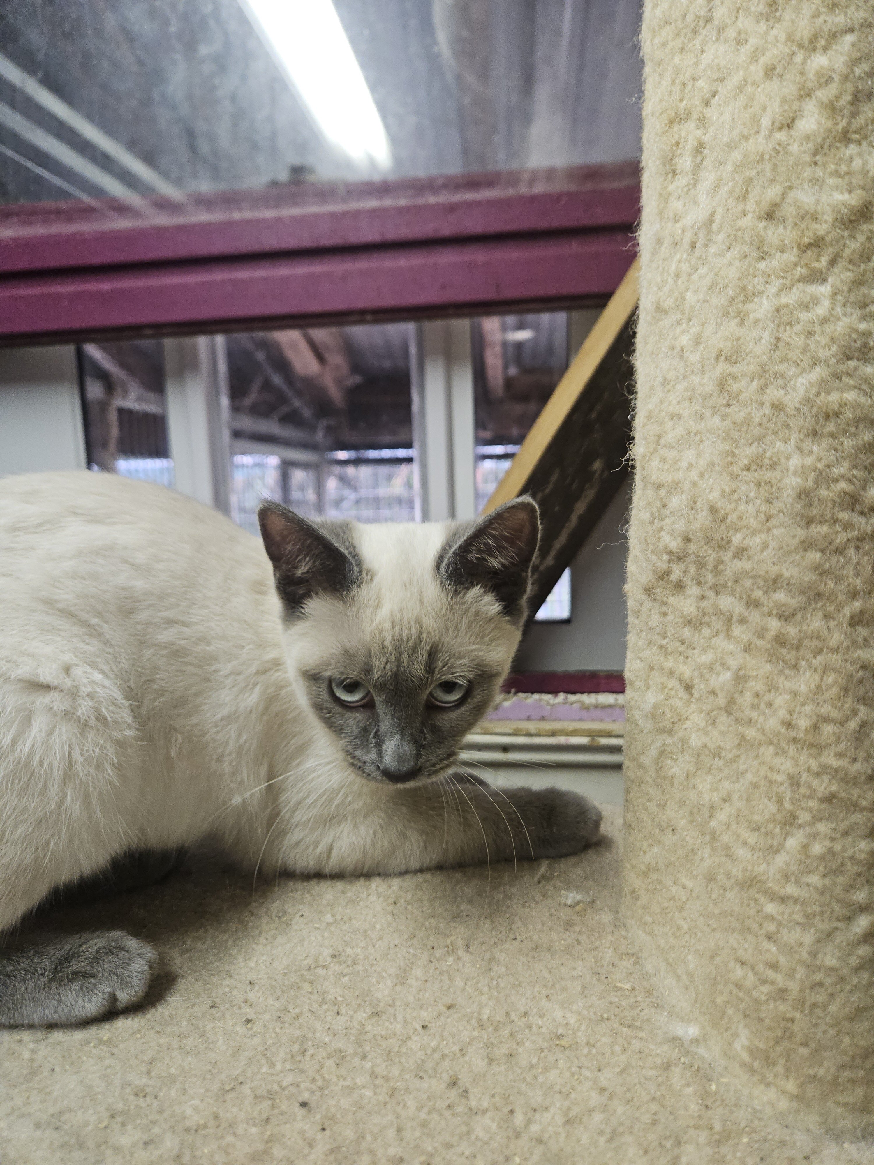 Siamese kitten image 3