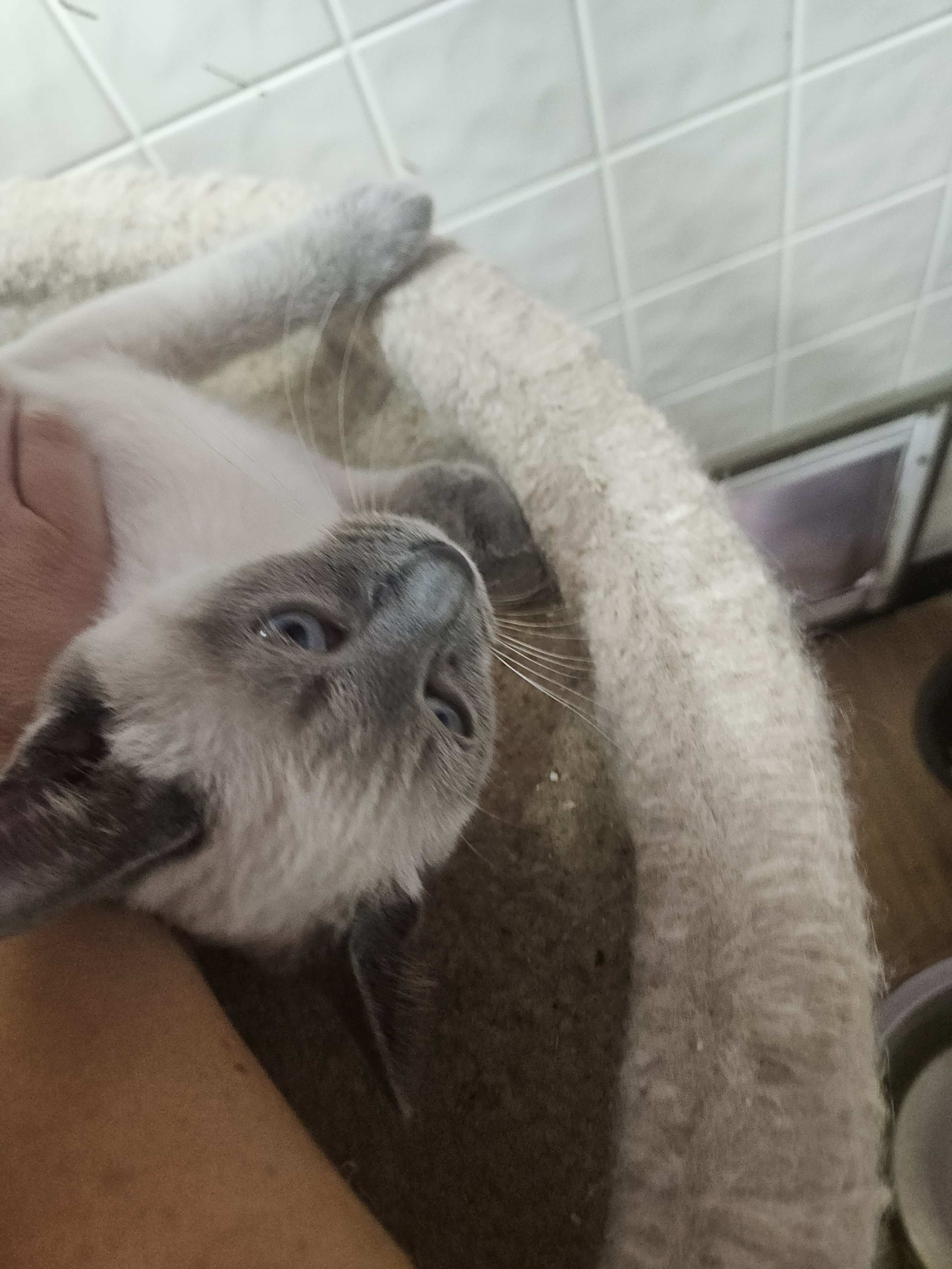 Siamese kitten image 6