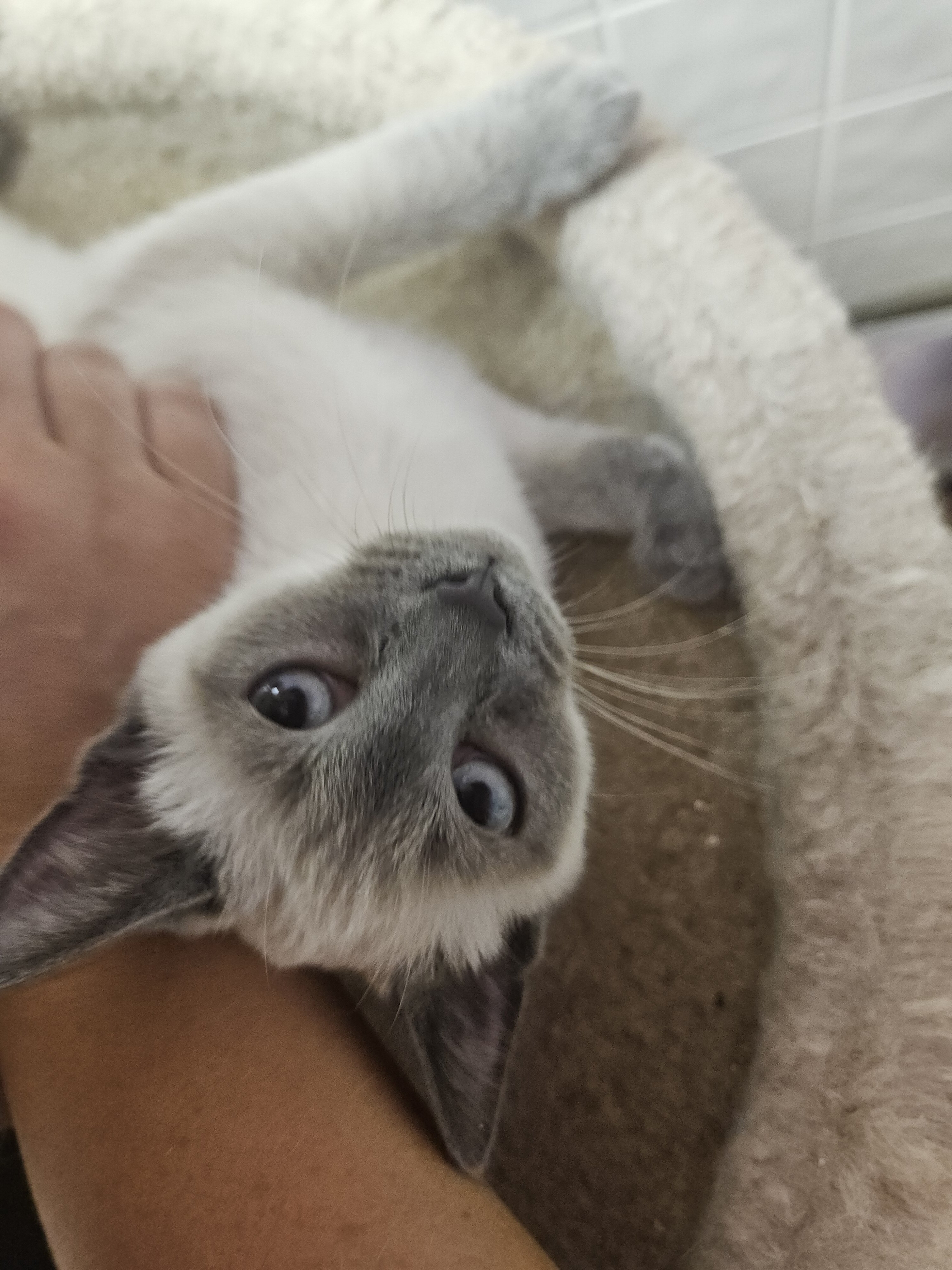 Siamese kitten image 5
