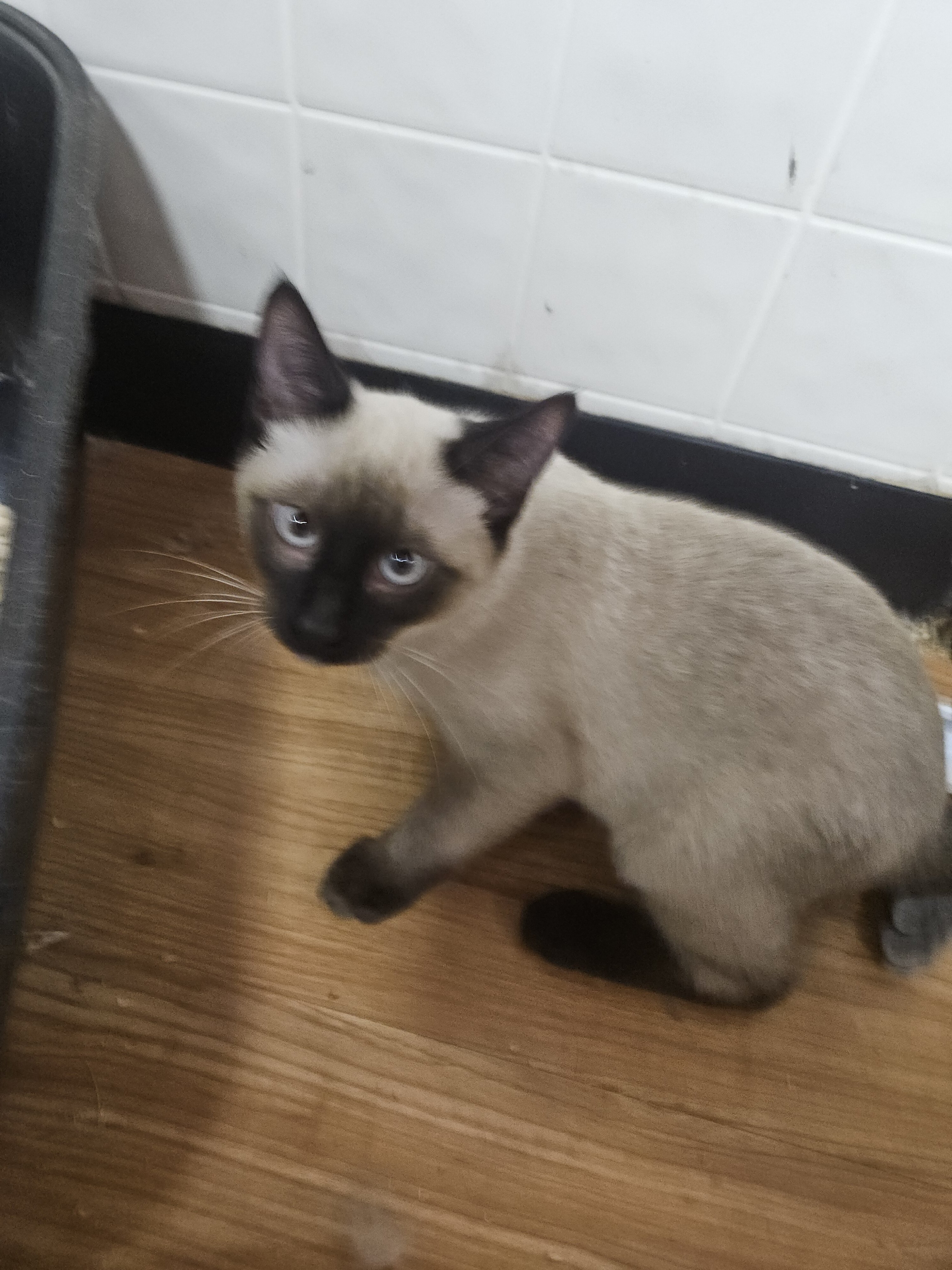 Siamese kitten image 7