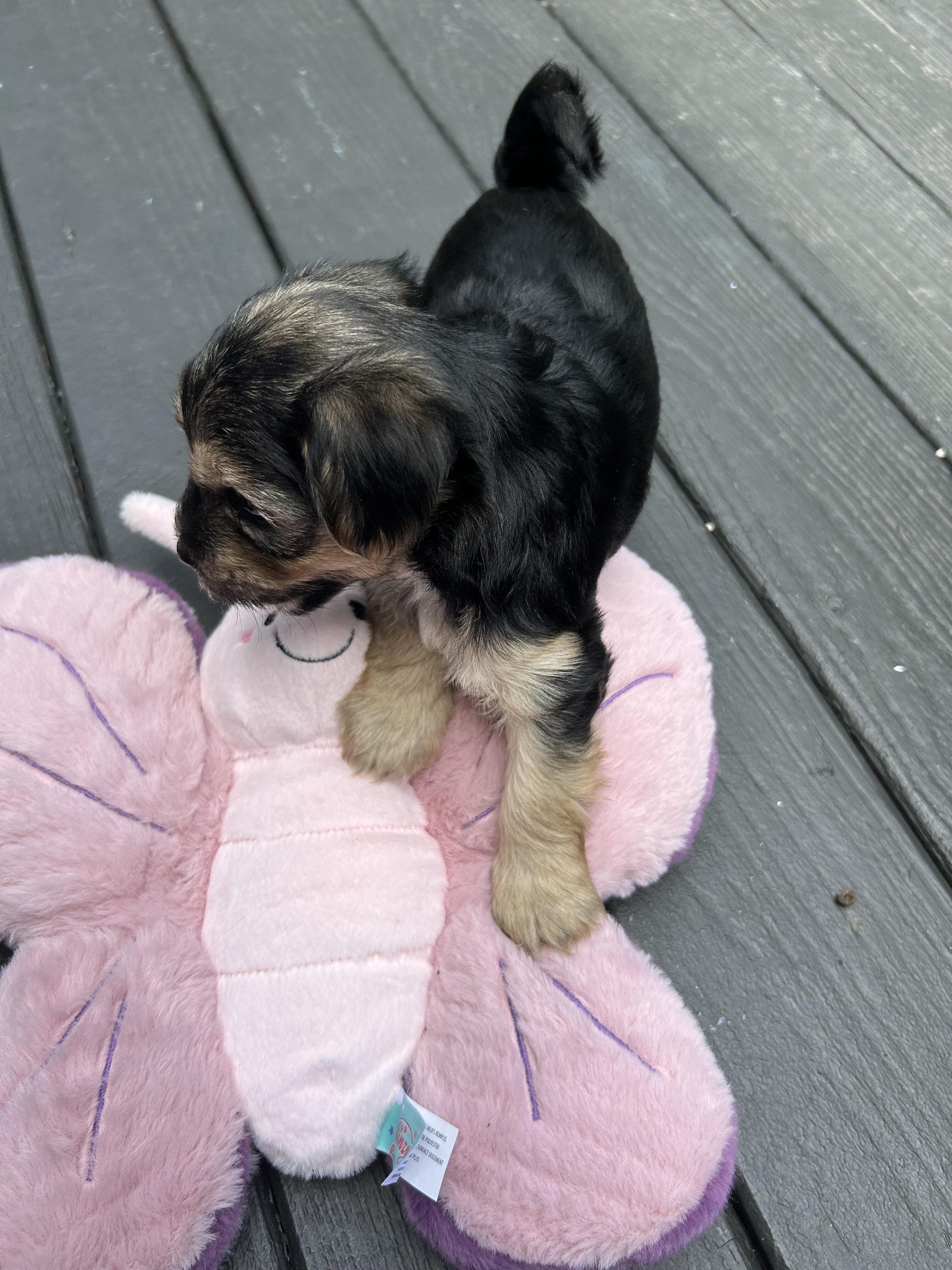 Yorkie Pups image 1