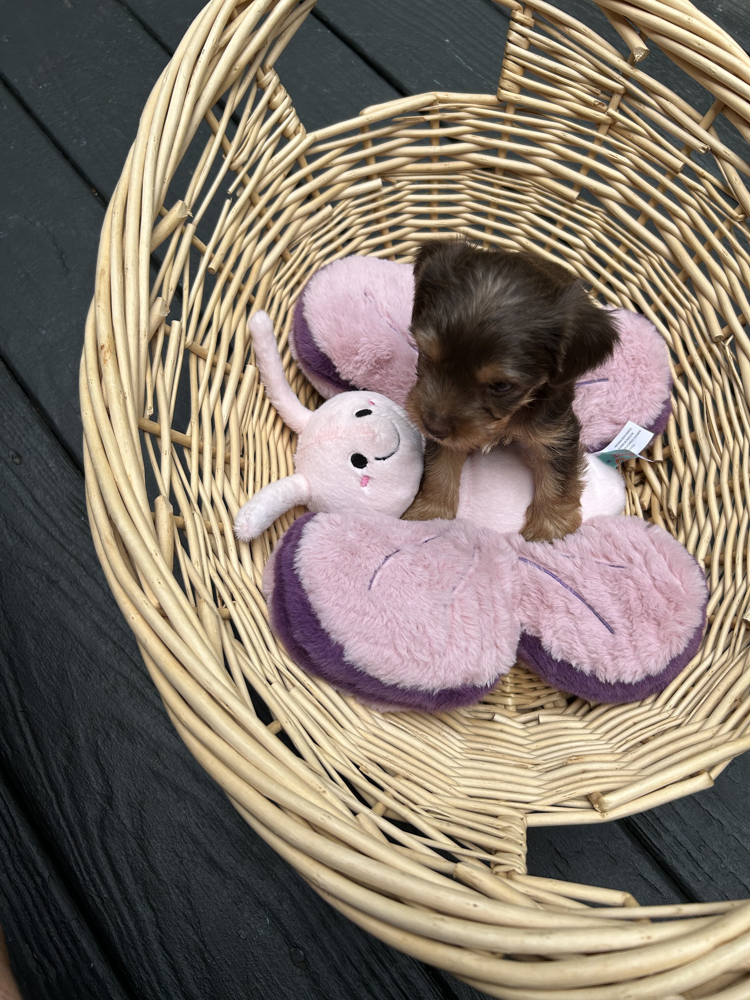 Yorkie Pups image 2