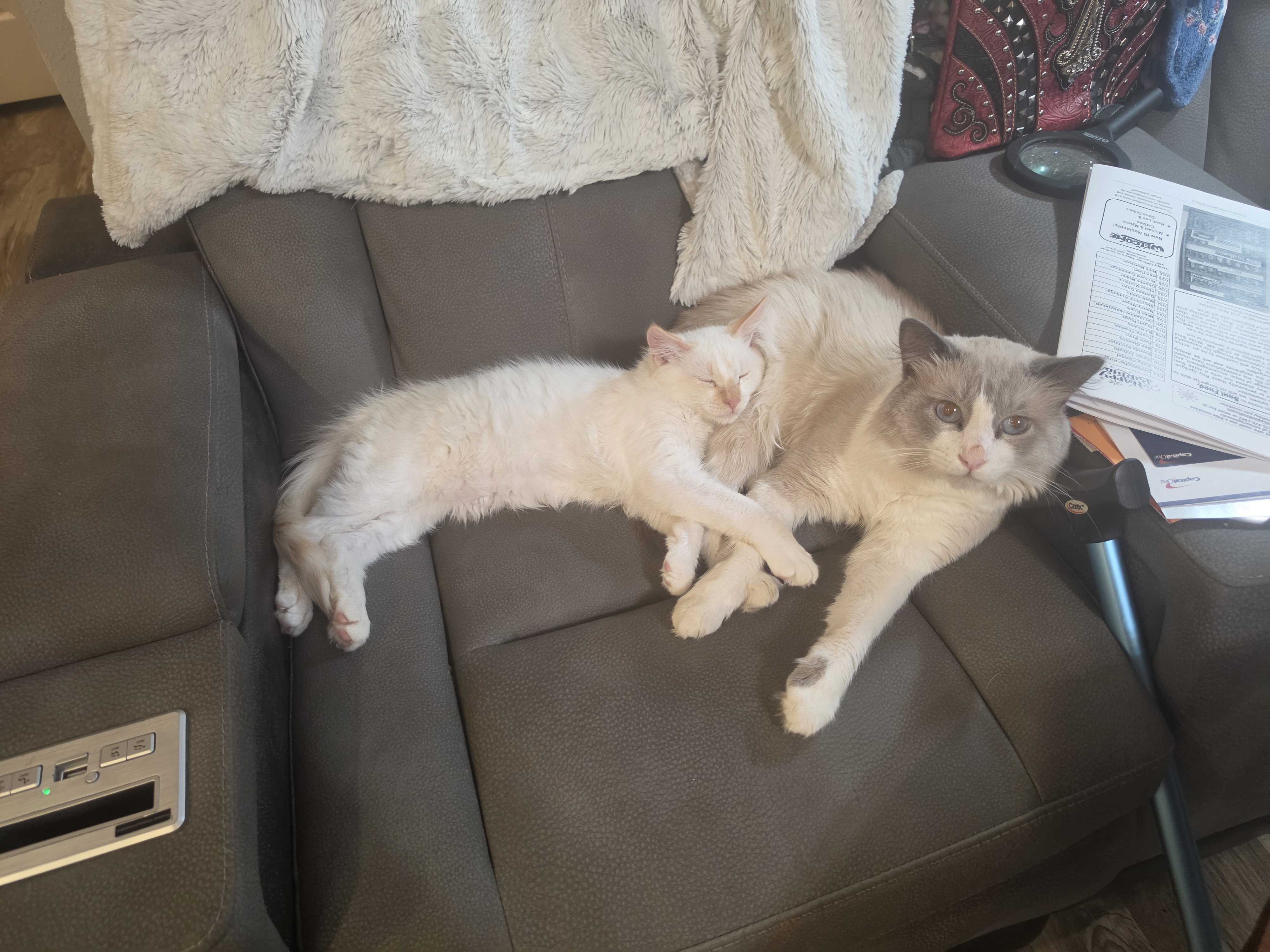 Red flame Ragdoll  kitten image 7