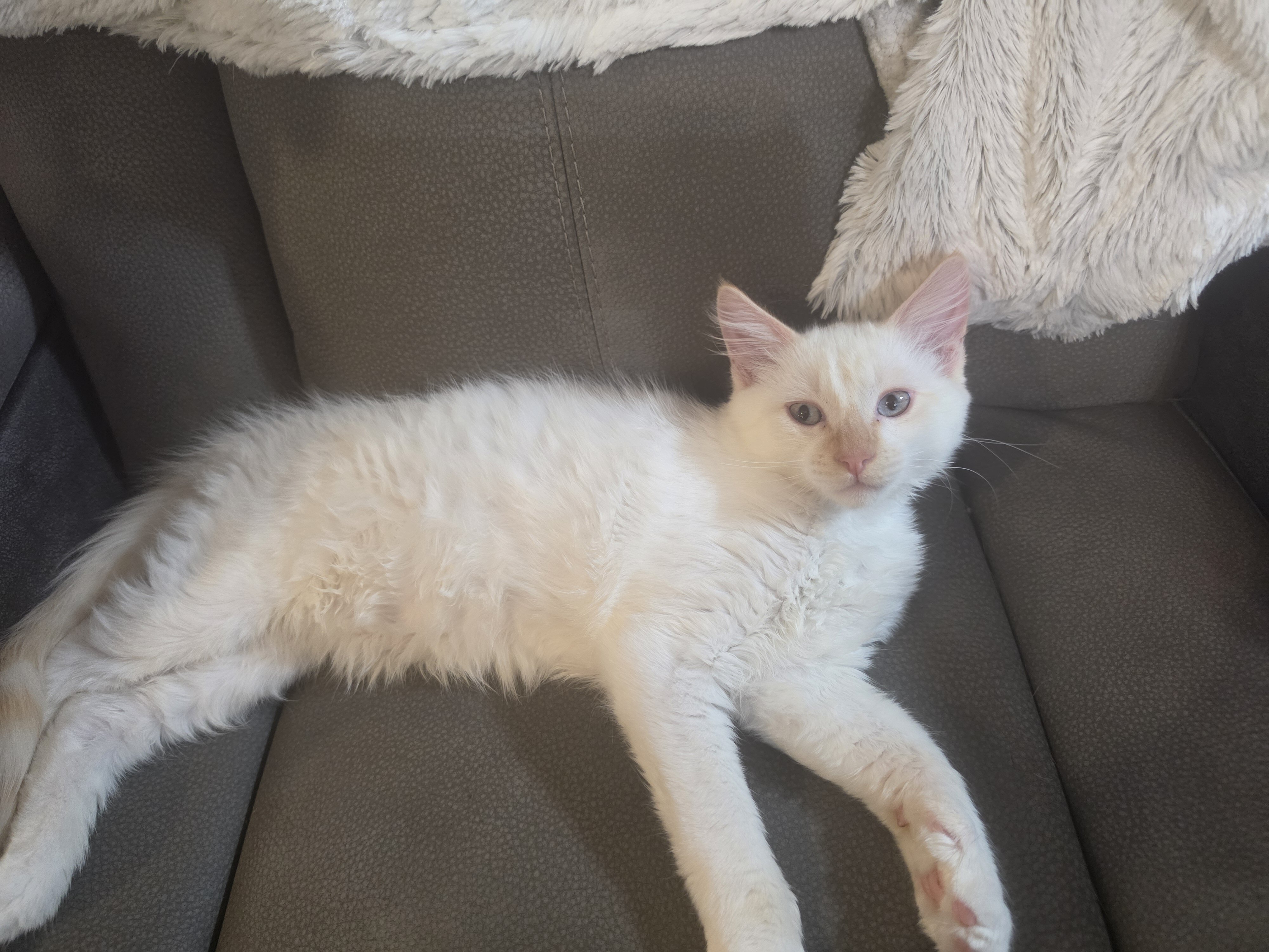 Red flame Ragdoll  kitten image 4