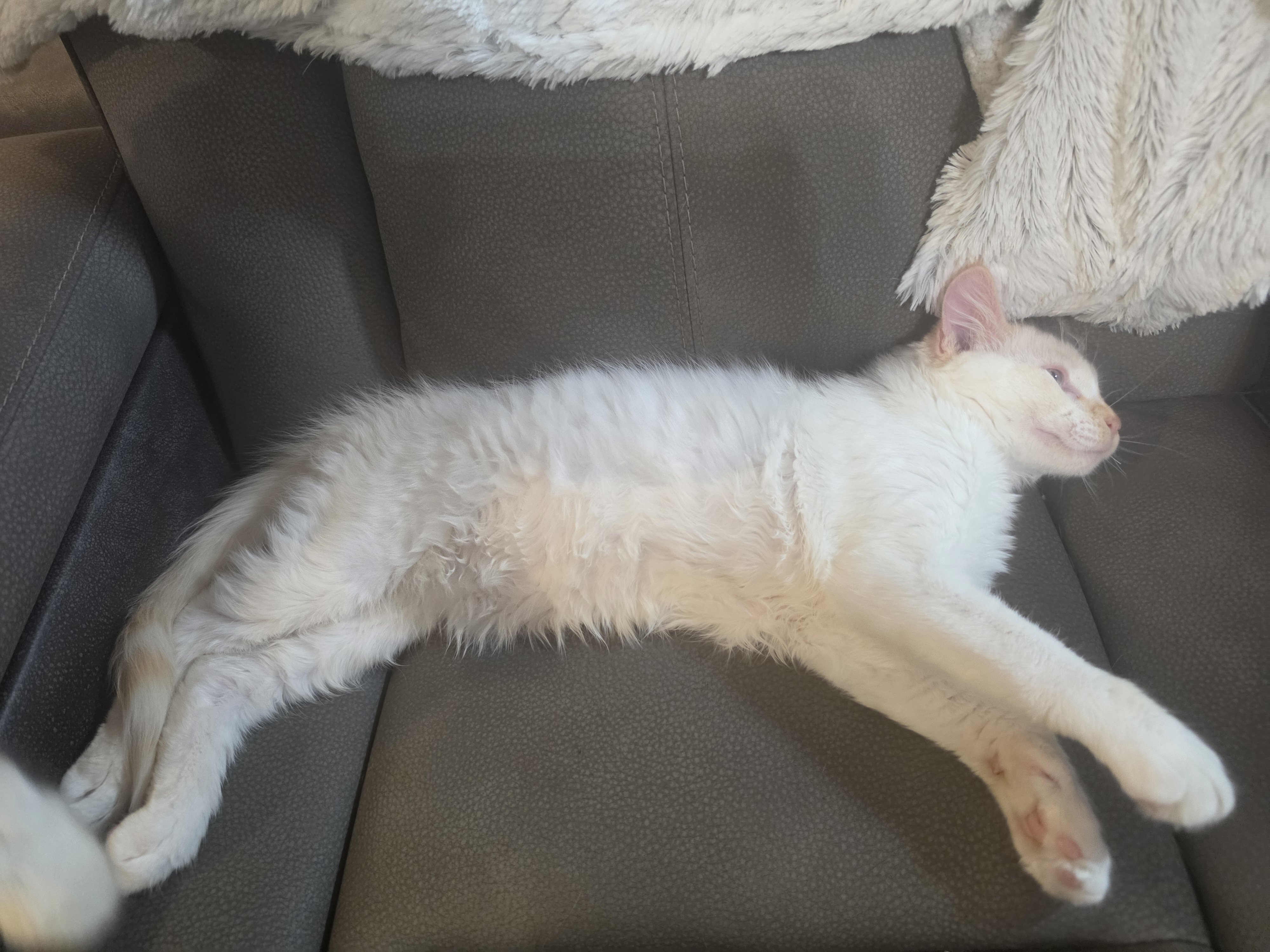 Red flame Ragdoll  kitten image 3