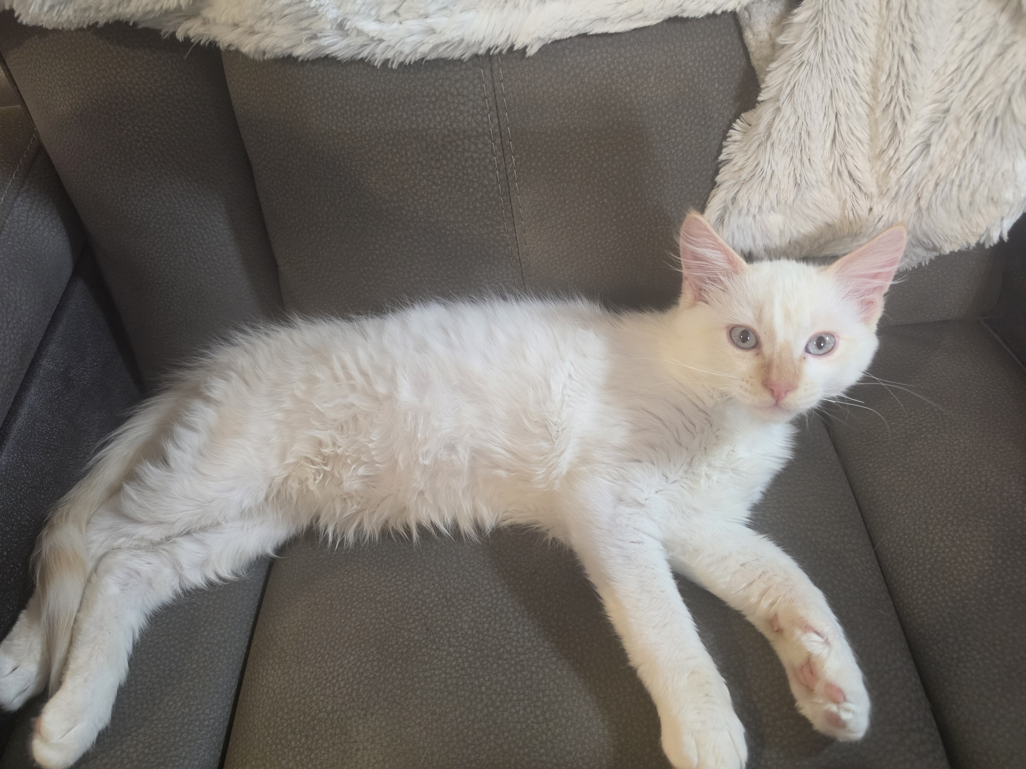 Red flame Ragdoll  kitten image 1