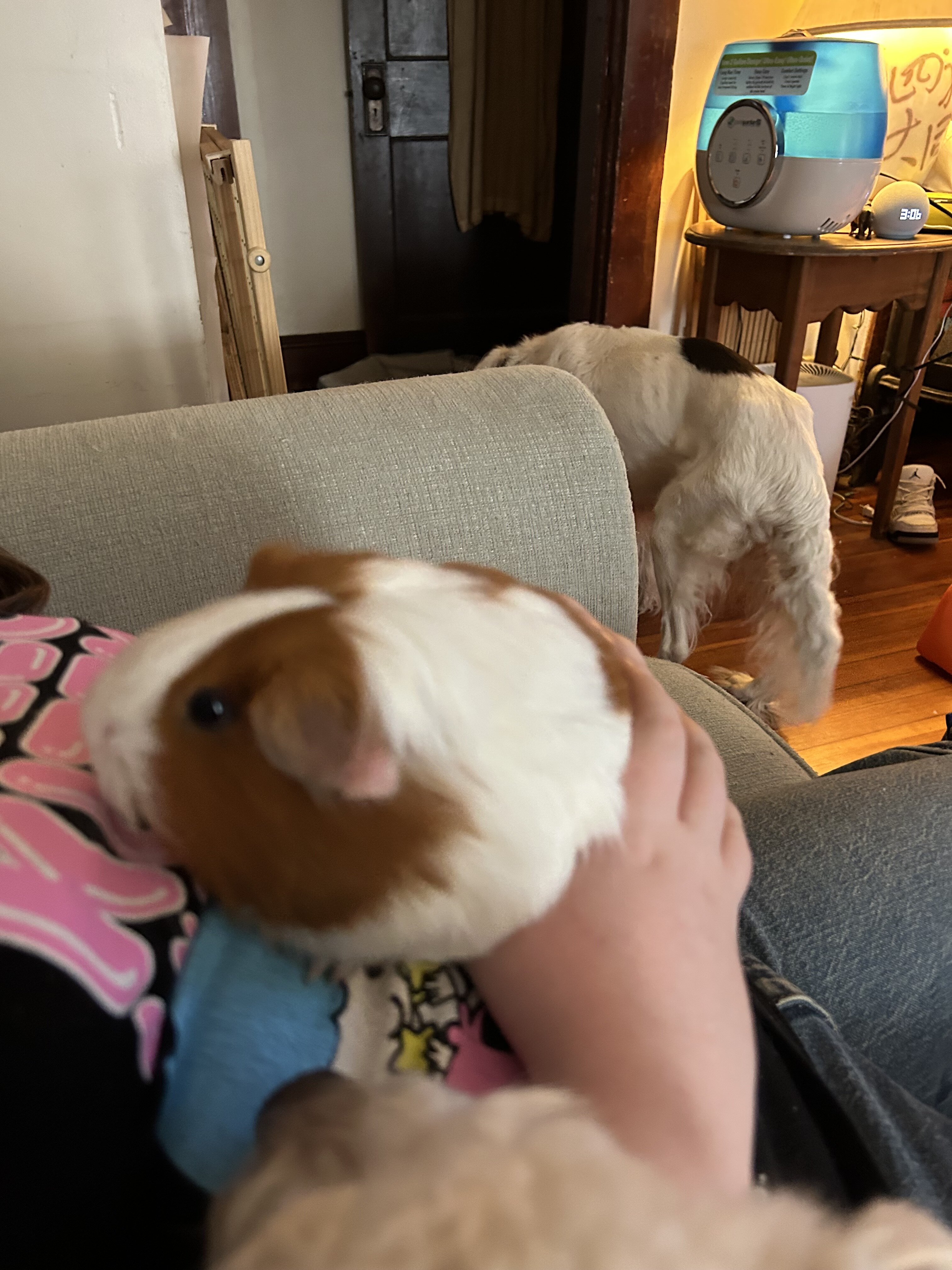 Guinea pig image 1