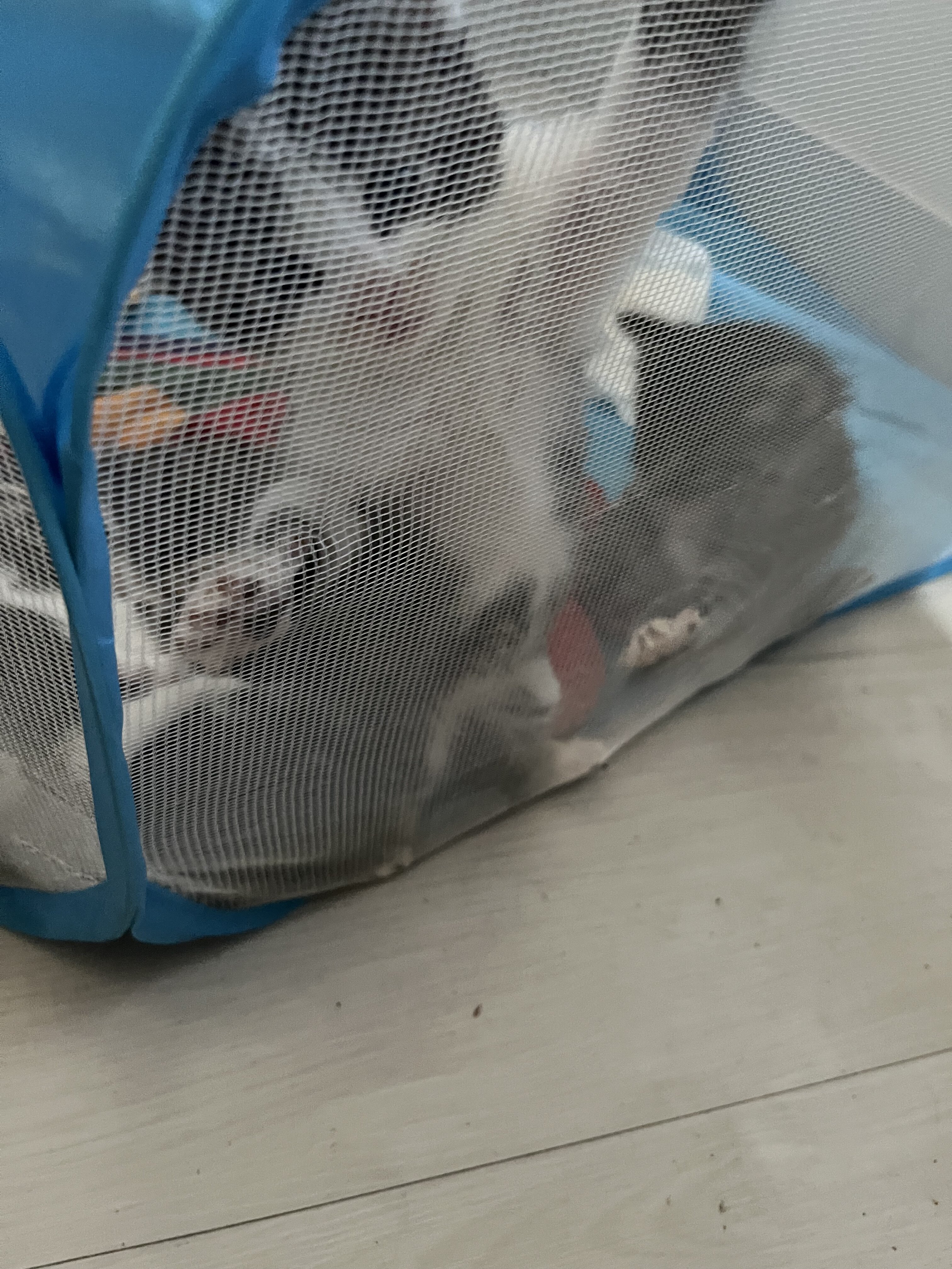 Kittens free 20 rehoming fee image 2