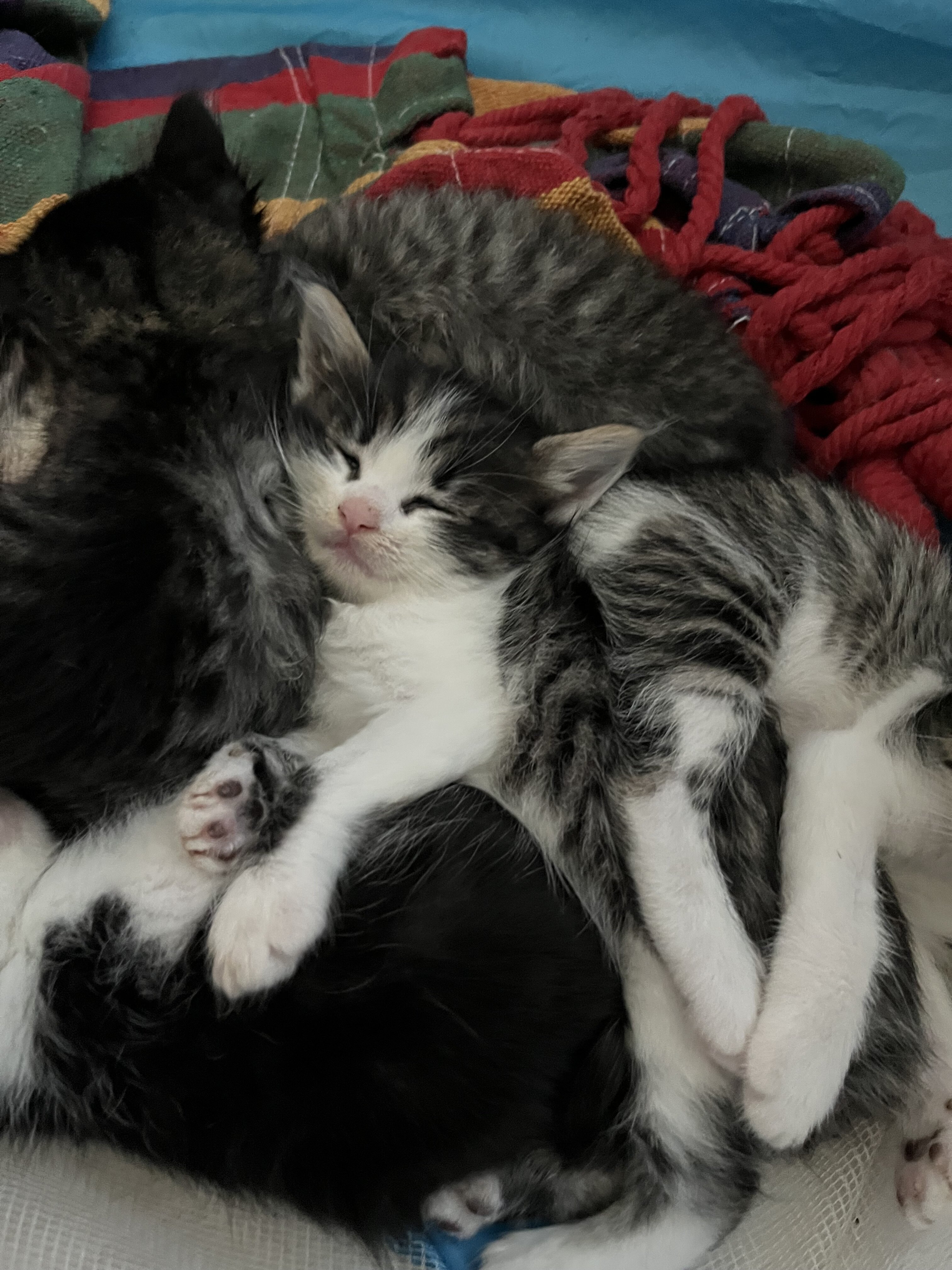 Kittens free 20 rehoming fee image 1