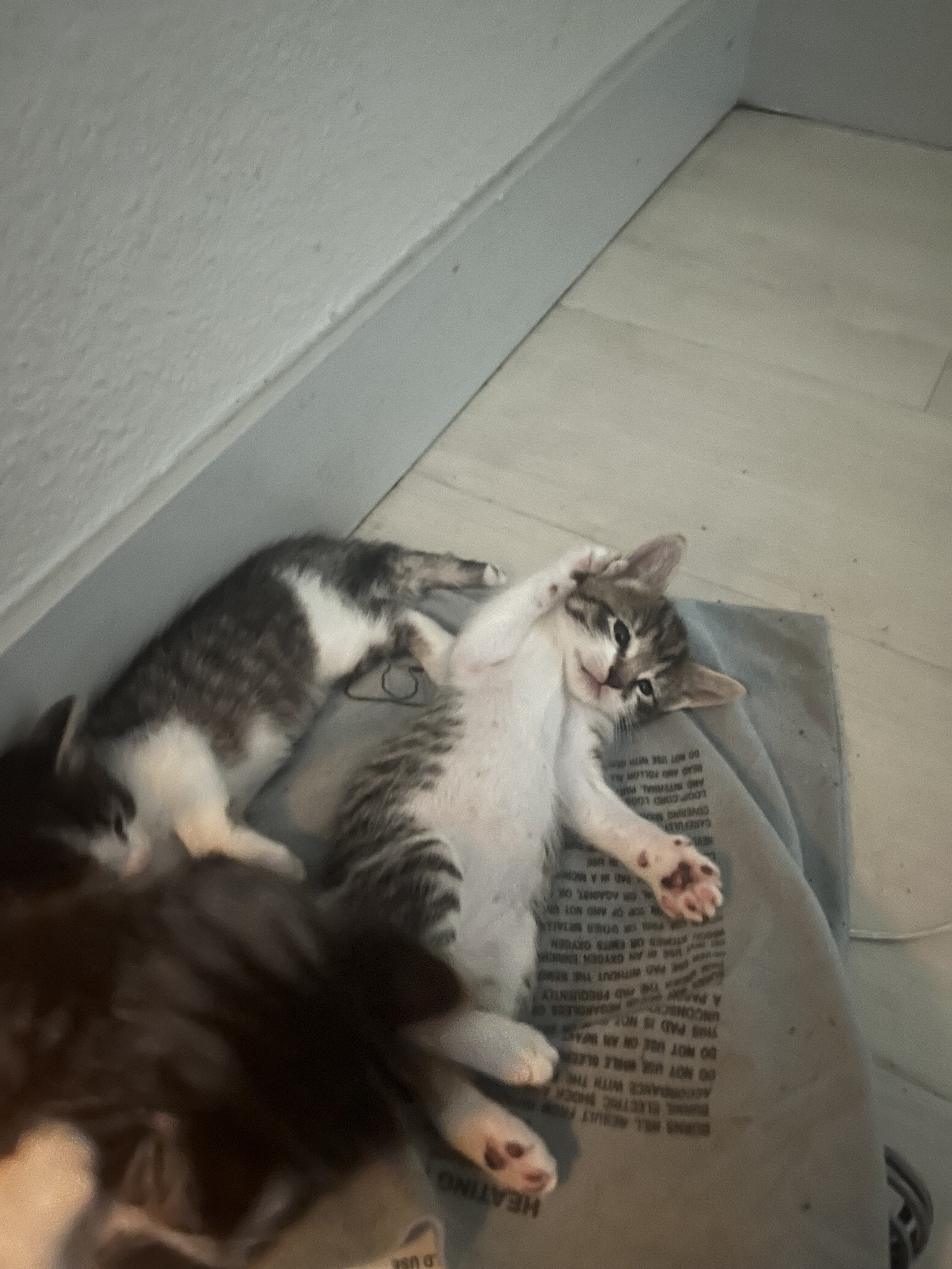 Kittens free 20 rehoming fee image 3