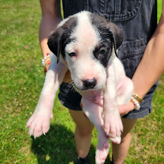 Classic White & Black Pitty/Great Dane Mix Male – image 2