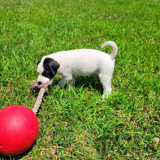 Classic White & Black Pitty/Great Dane Mix Male – image 5
