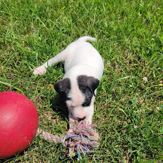 Classic White & Black Pitty/Great Dane Mix Male – image 4