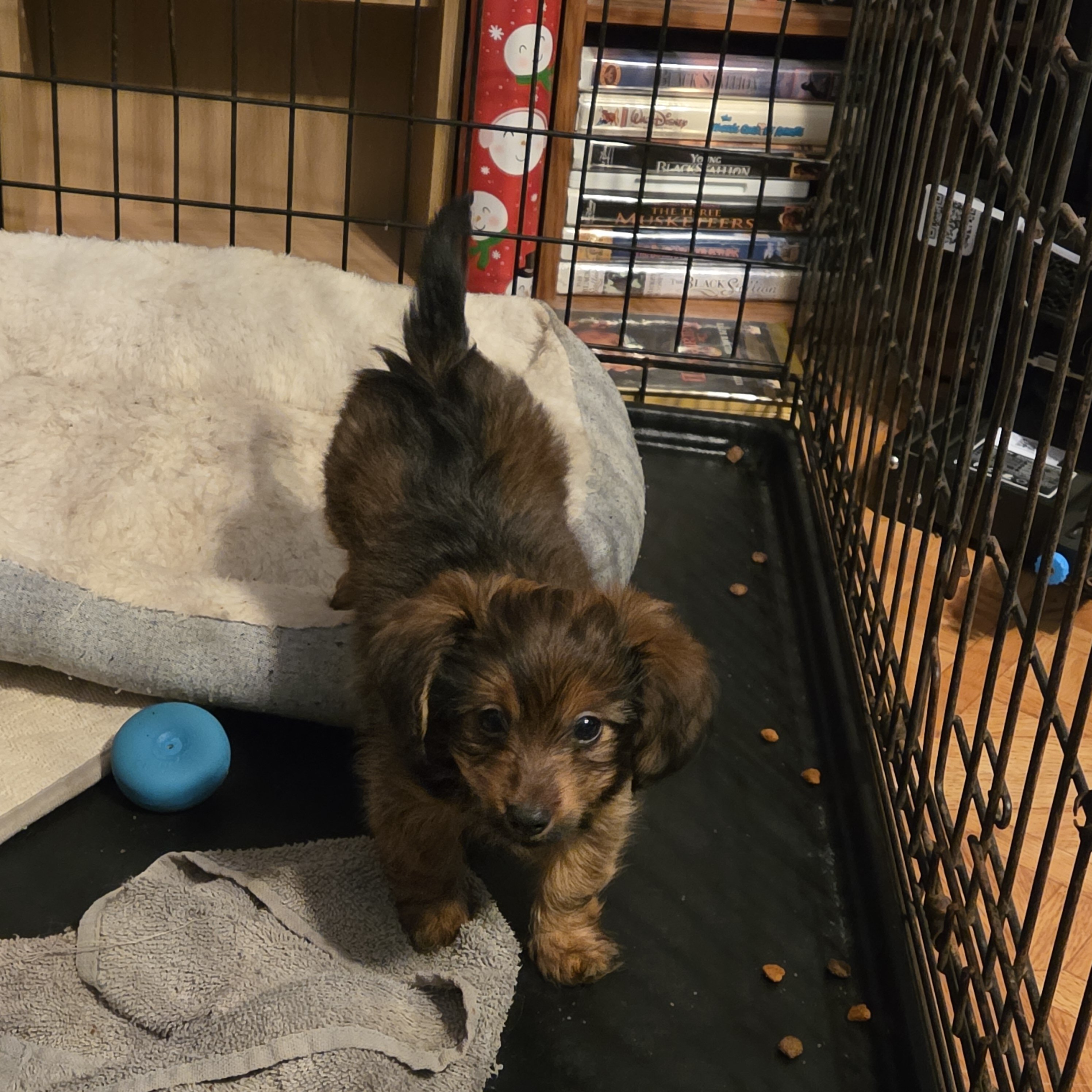 Dorkie puppy image 2