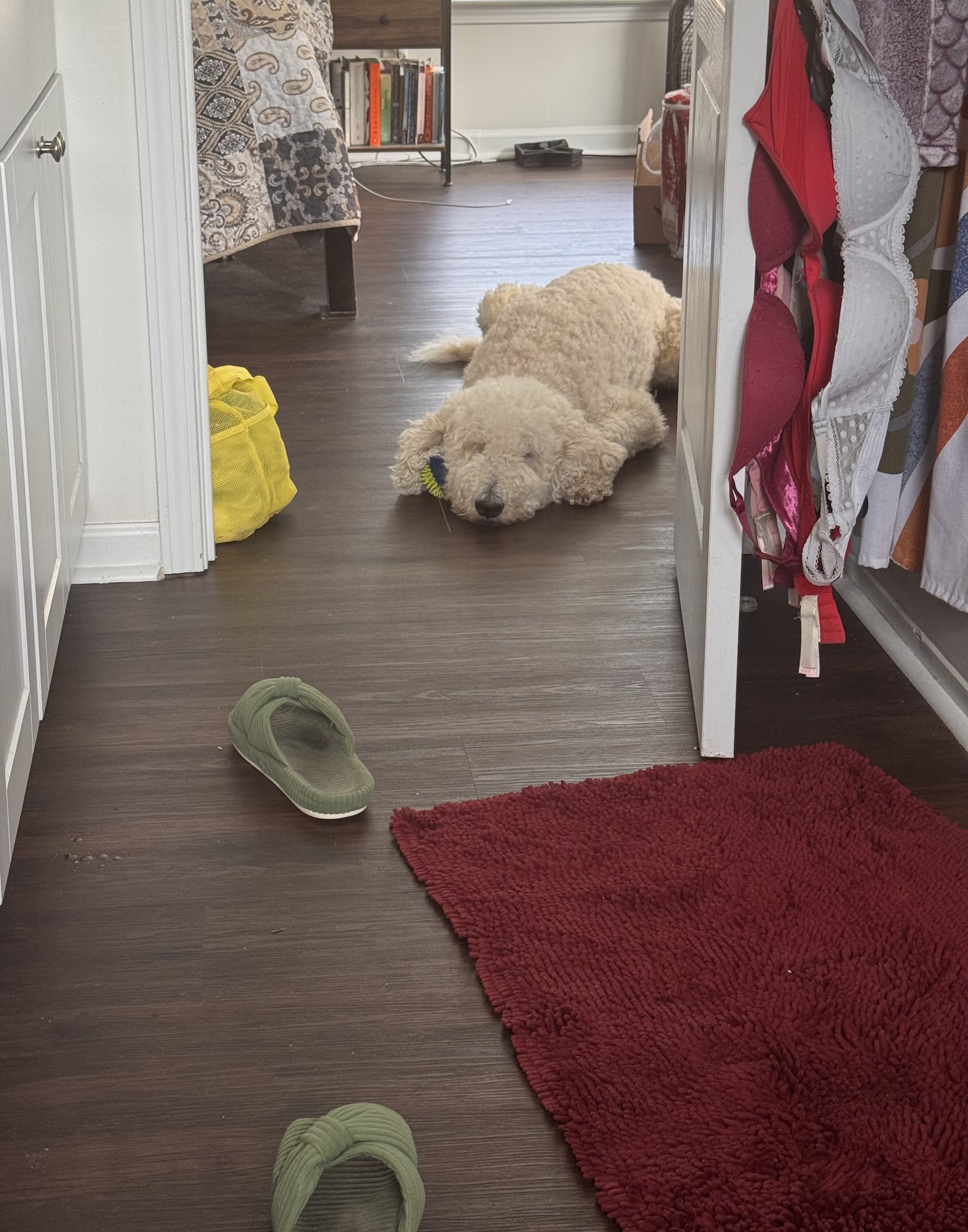 FREE Golden Doodle F2B 4 y/o image 1