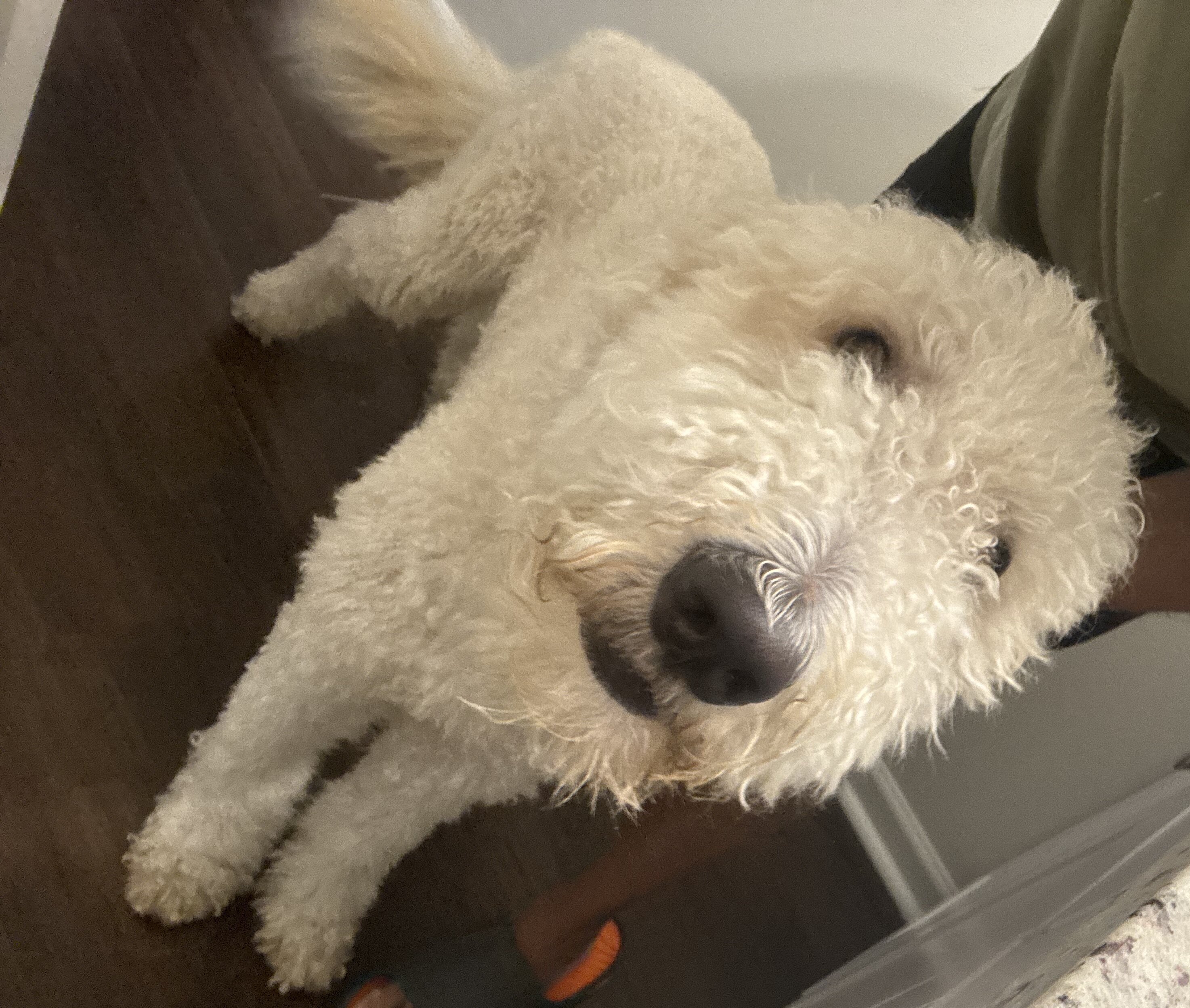 FREE Golden Doodle F2B 4 y/o image 2