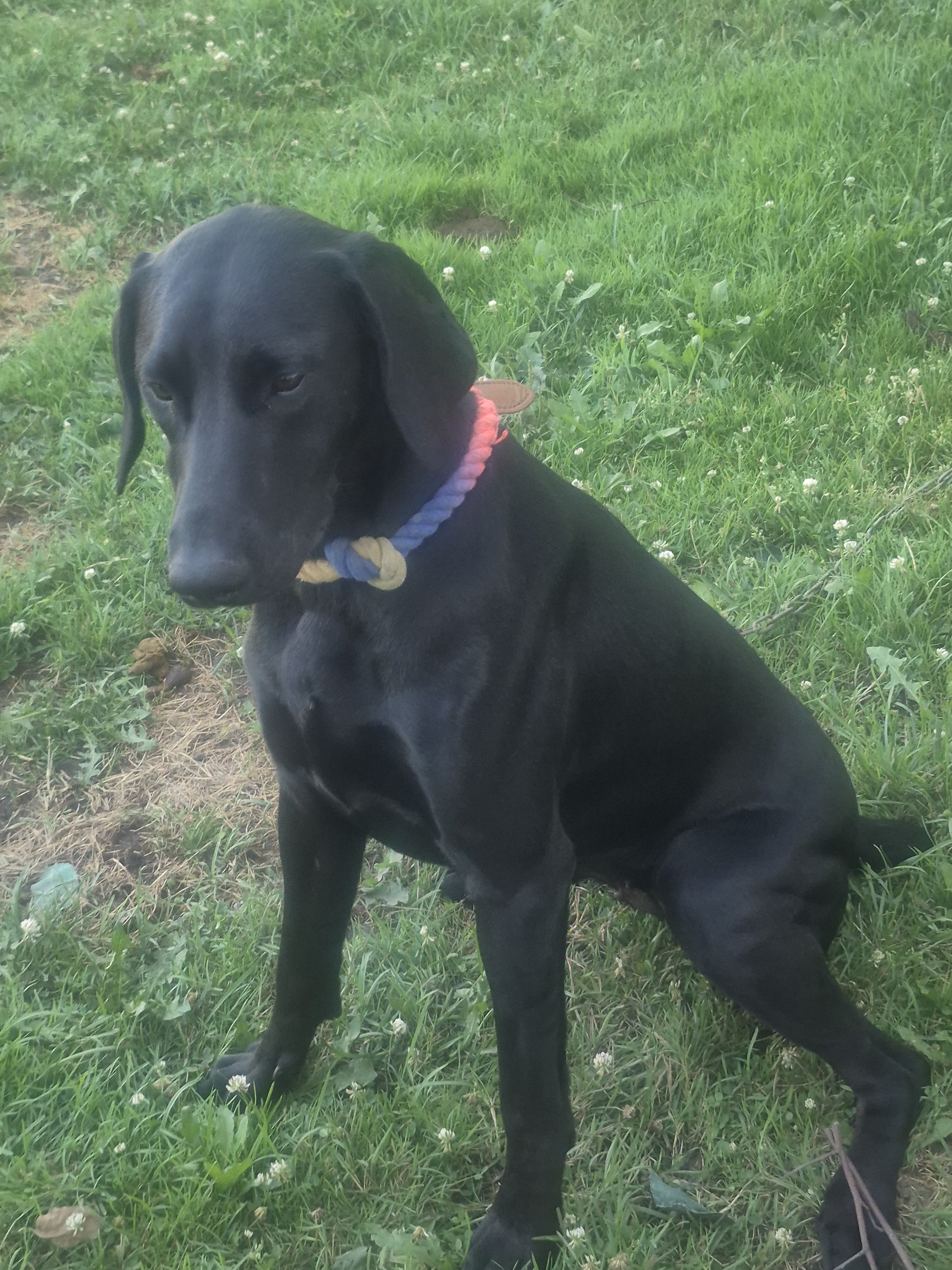 10 month old female Doberman pincher puppy image 6
