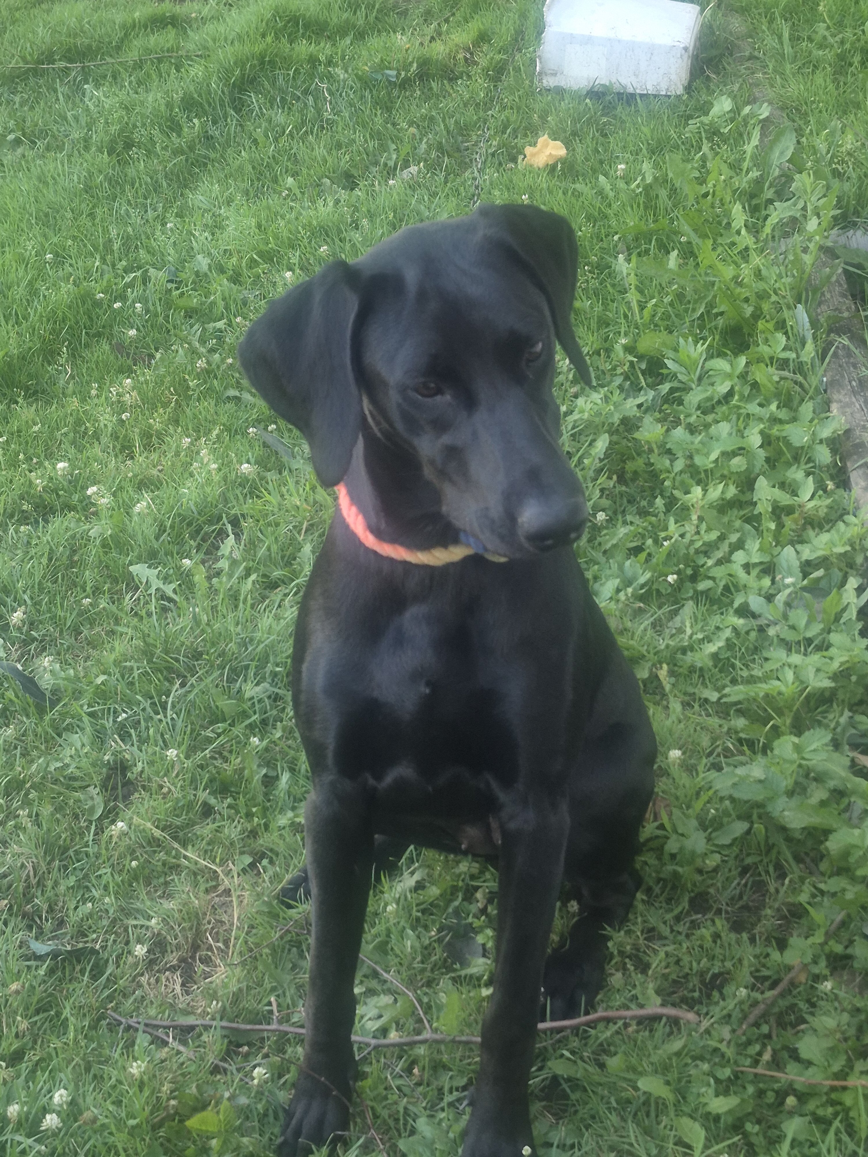 10 month old female Doberman pincher puppy image 5