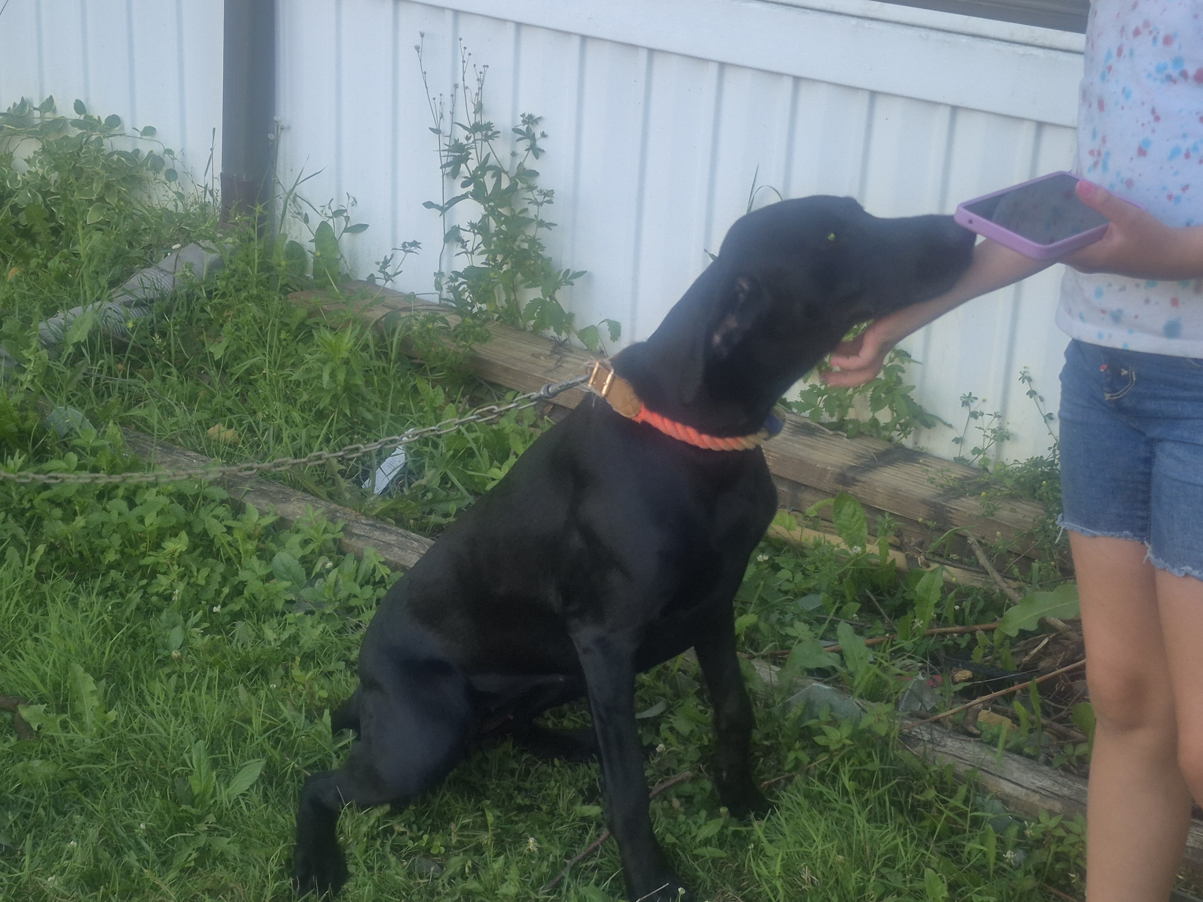 10 month old female Doberman pincher puppy image 4