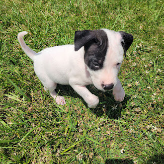 Sweet Female Pitty/Dane Mix with Unique Markings – image 4
