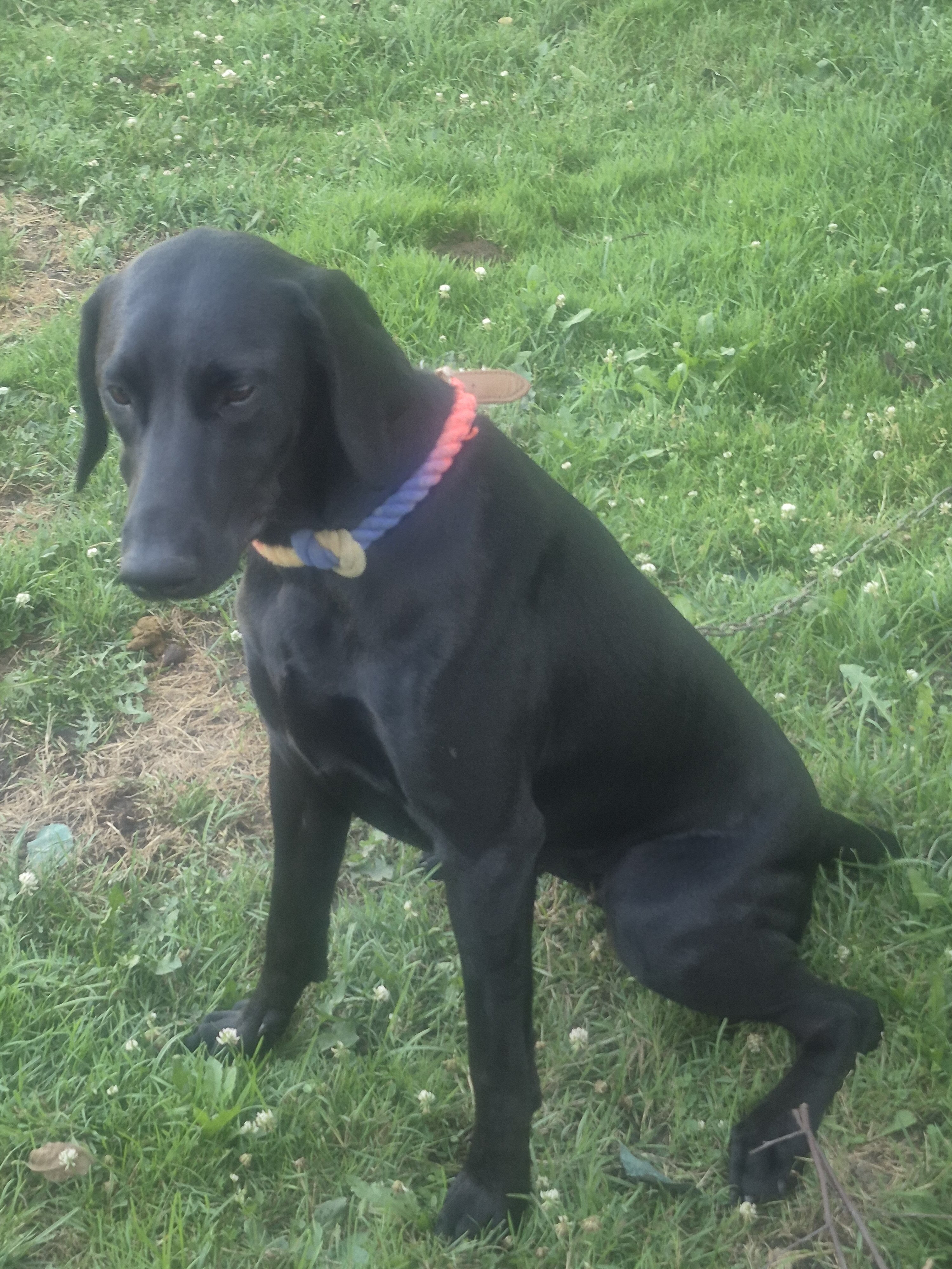 10 Month Old Female Doberman 3 image 5