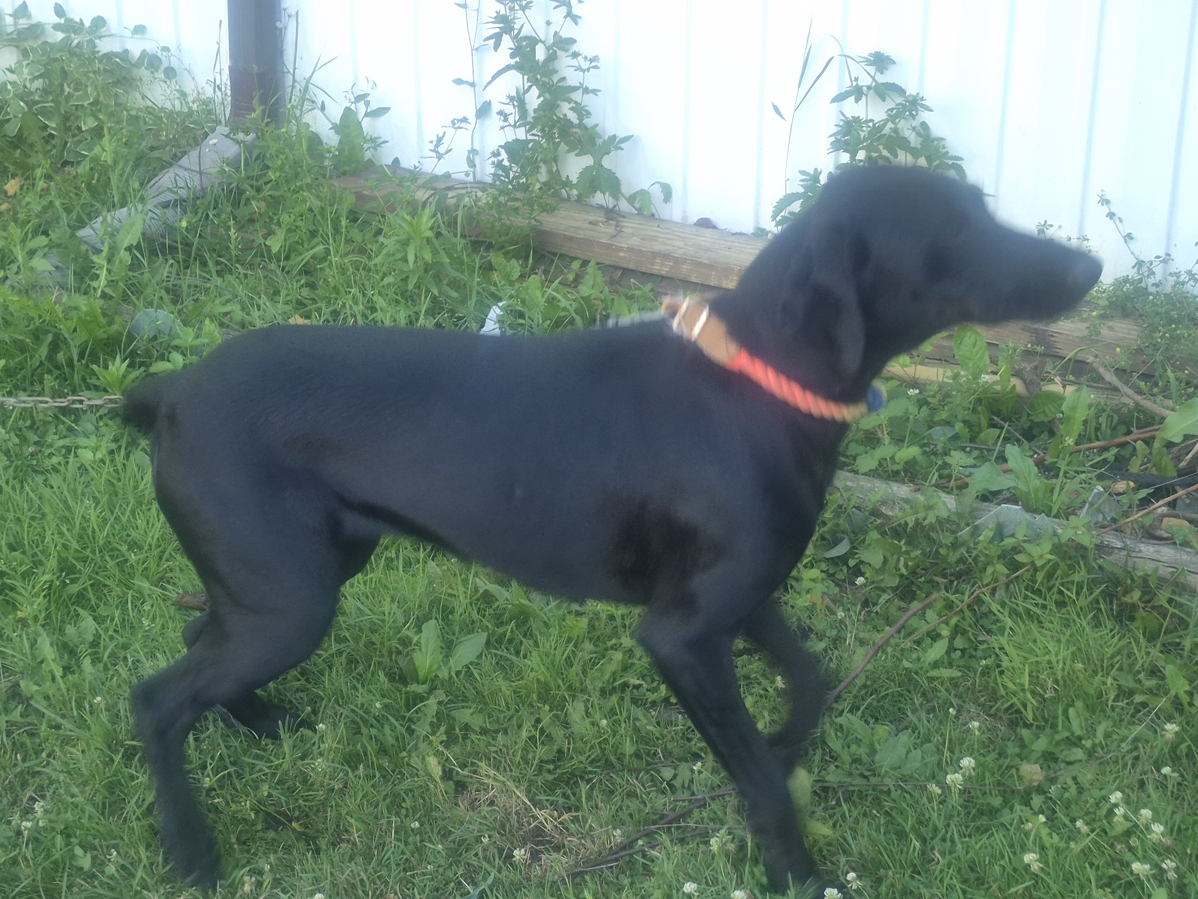 10 Month Old Female Doberman 3 image 2