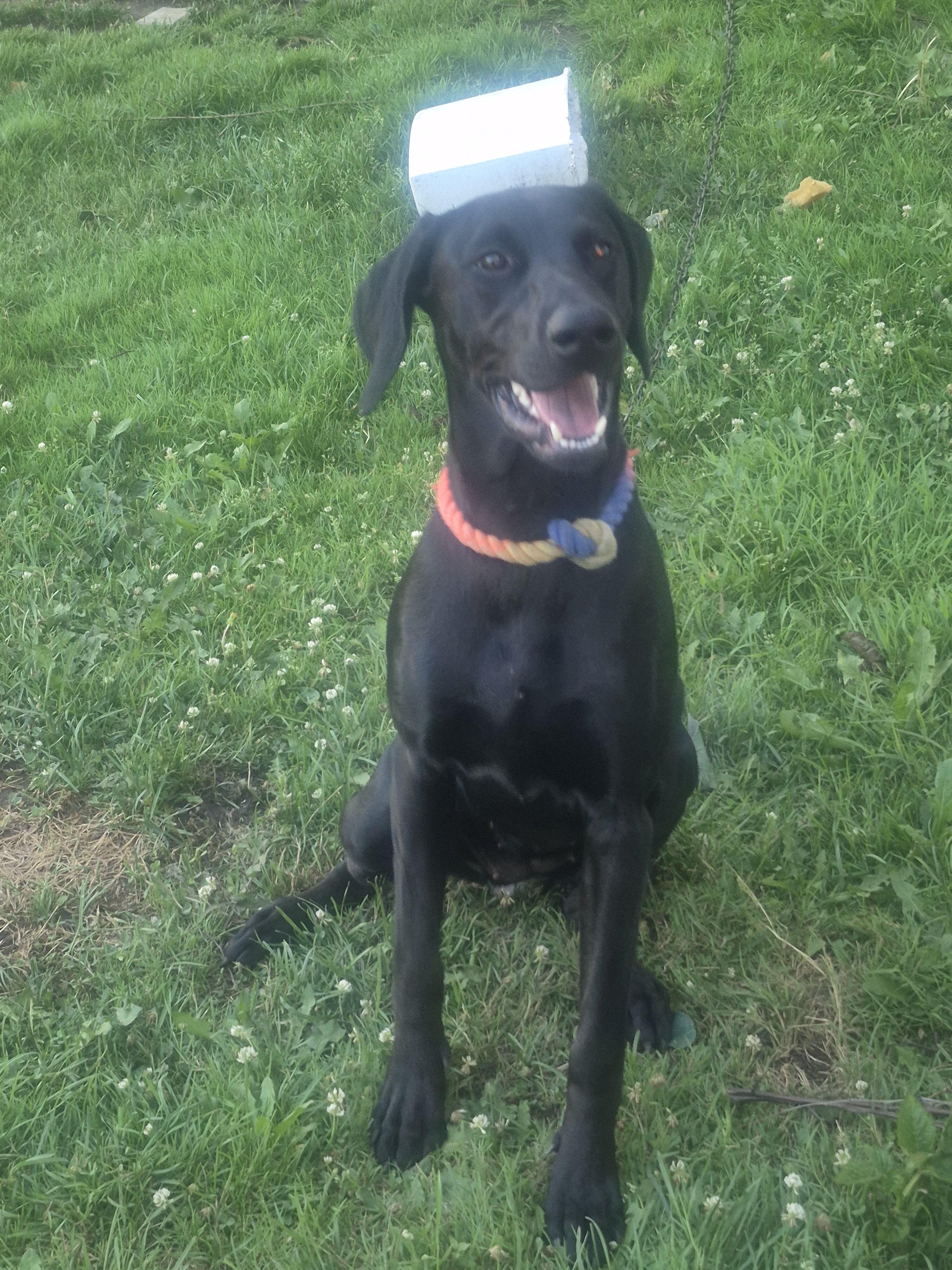 10 Month Old Female Doberman 3 image 1