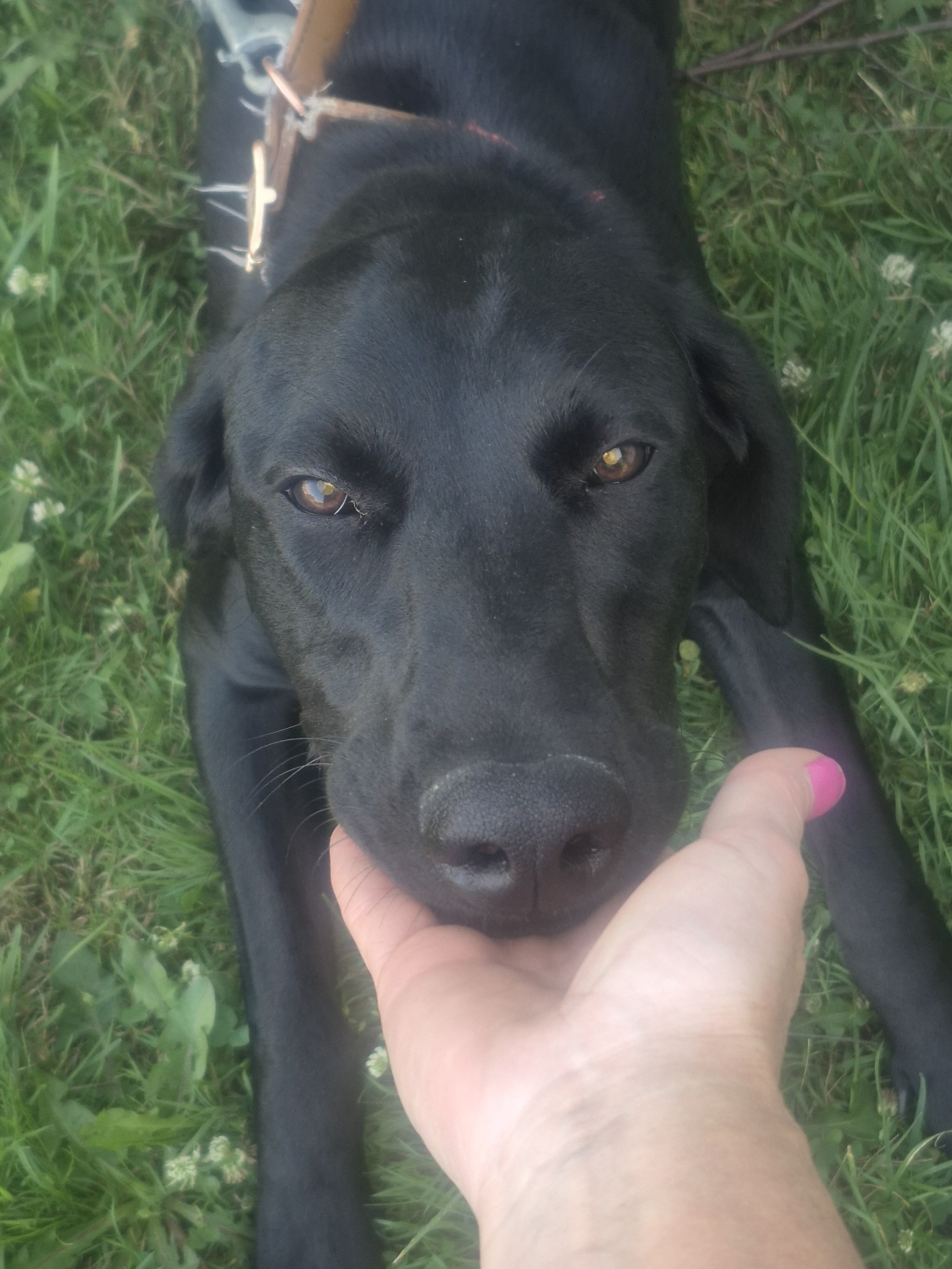 10 Month Old Female Doberman 3 image 4