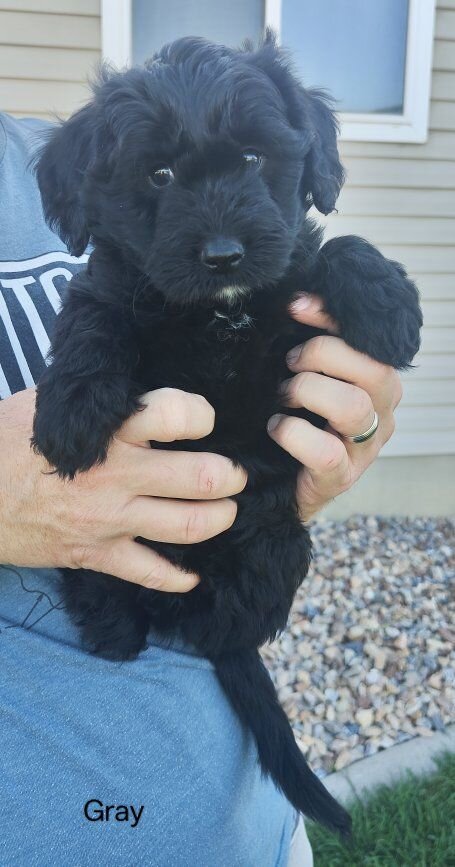 Mini golden aussiedoodle puppies for sale image 6