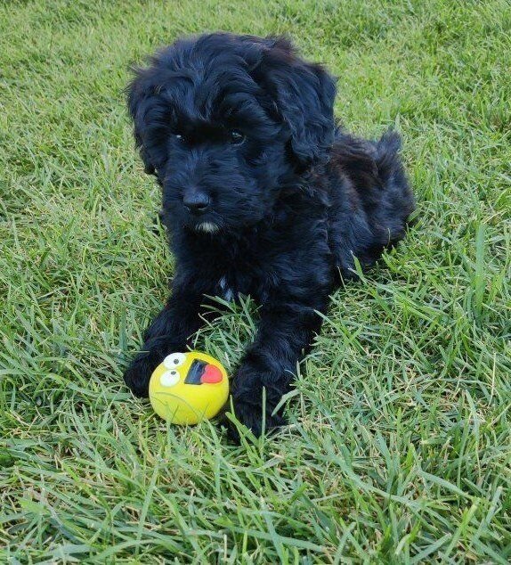 Mini golden aussiedoodle puppies for sale image 5