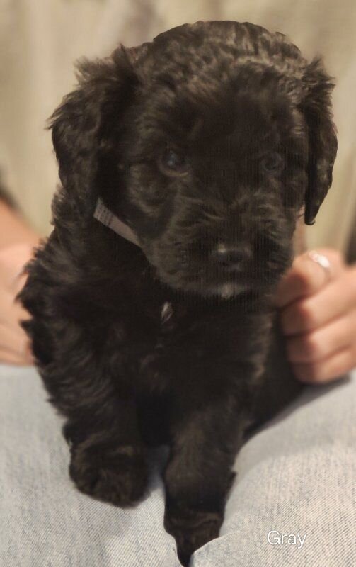 Mini golden aussiedoodle puppies for sale image 4