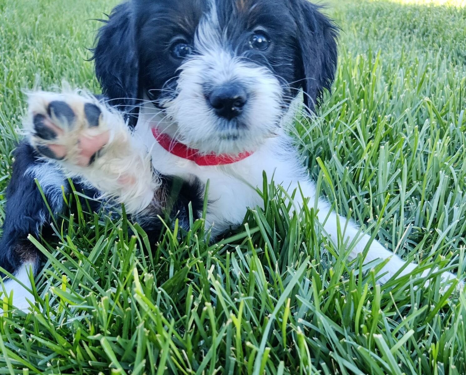 Mini golden aussiedoodle puppies for sale image 1