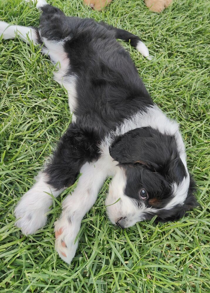 Mini golden aussiedoodle puppies for sale image 3