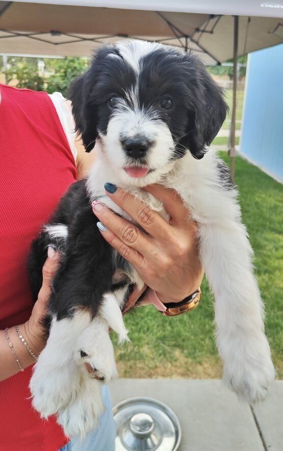 Mini golden aussiedoodle puppies for sale image 2
