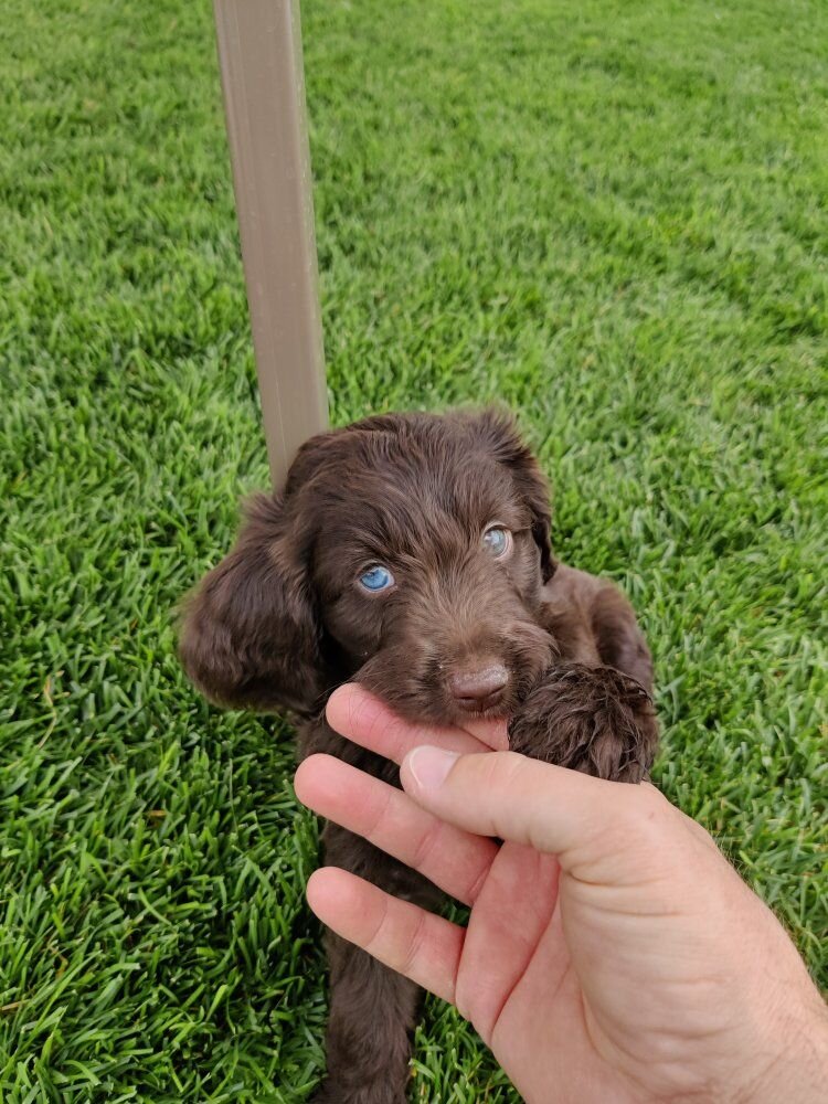 Mini golden aussiedoodle puppies for sale image 9
