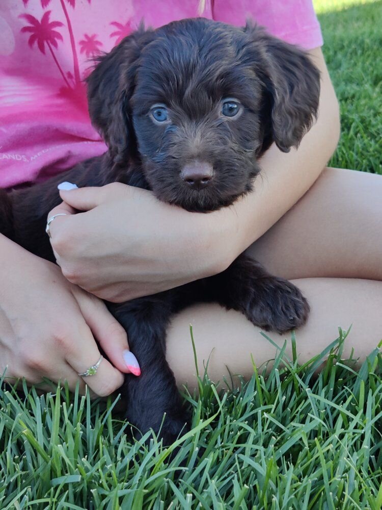 Mini golden aussiedoodle puppies for sale image 8