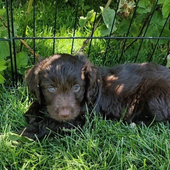 Mini golden aussiedoodle puppies for sale image 7