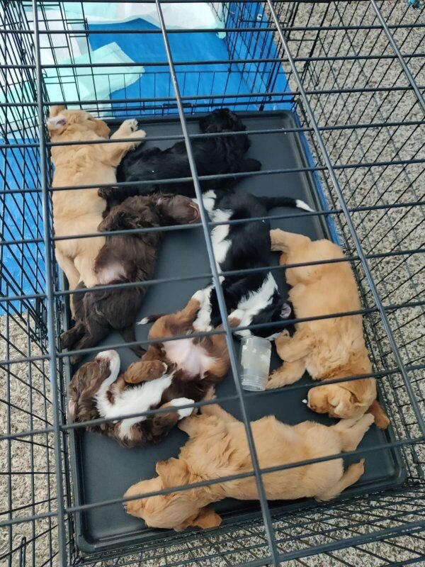 Mini golden aussiedoodle puppies for sale image 10