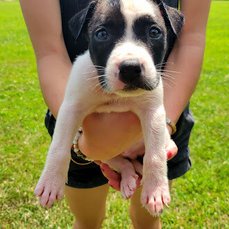 Handsome White & Black Pitty/Great Dane Mix Male – image 3