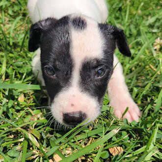 Handsome White & Black Pitty/Great Dane Mix Male – image 2