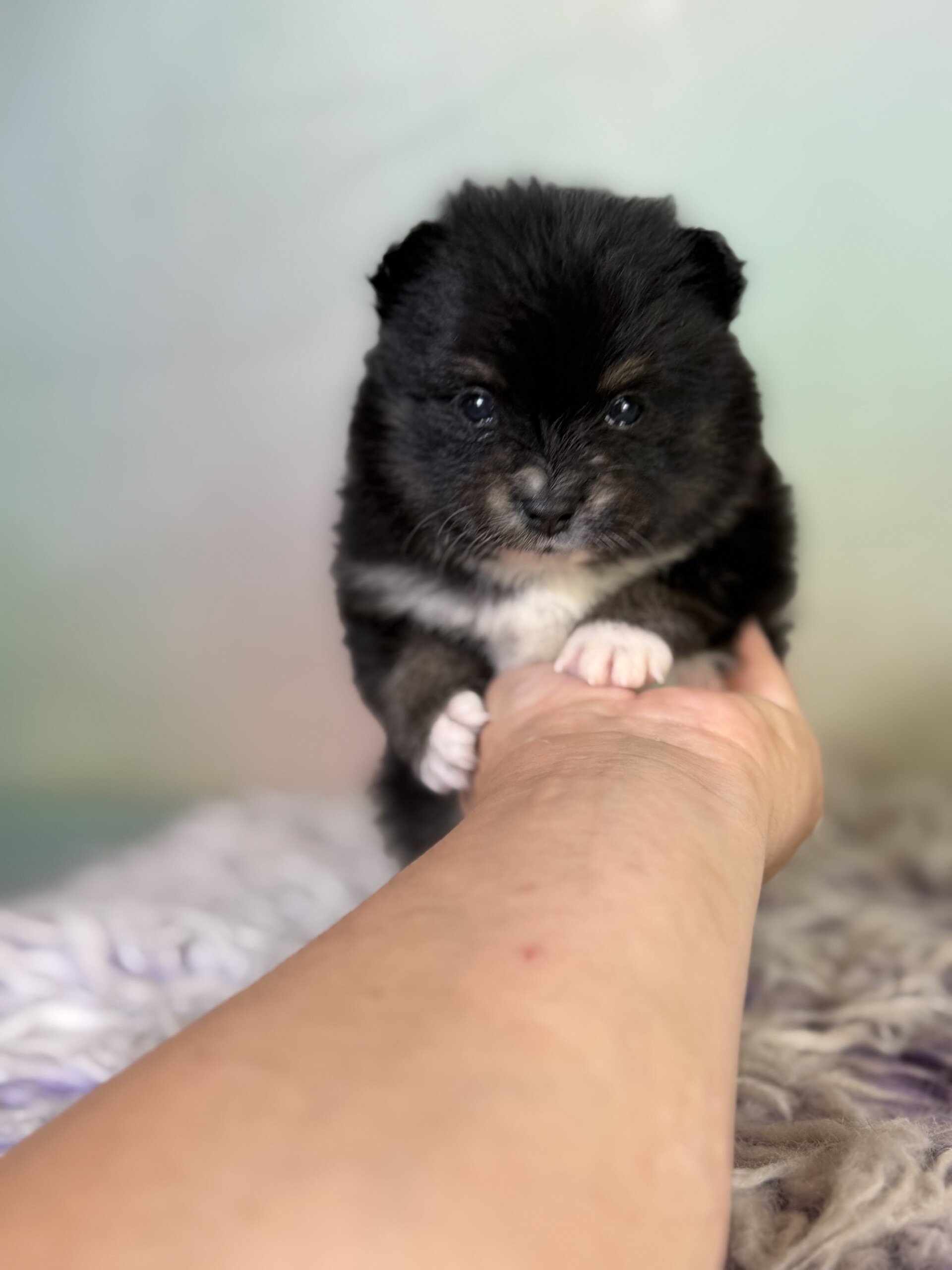 Tilly Female Pomeranian image 6