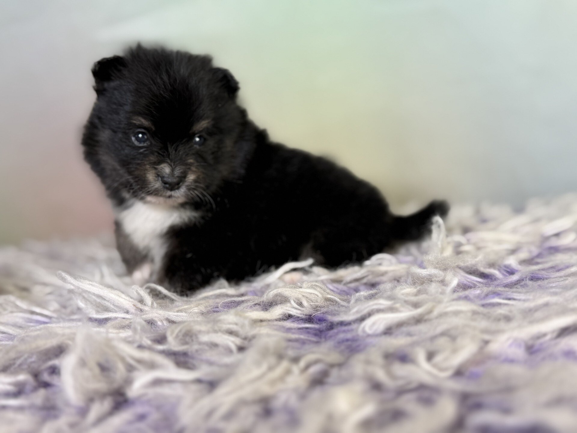 Tilly Female Pomeranian image 5