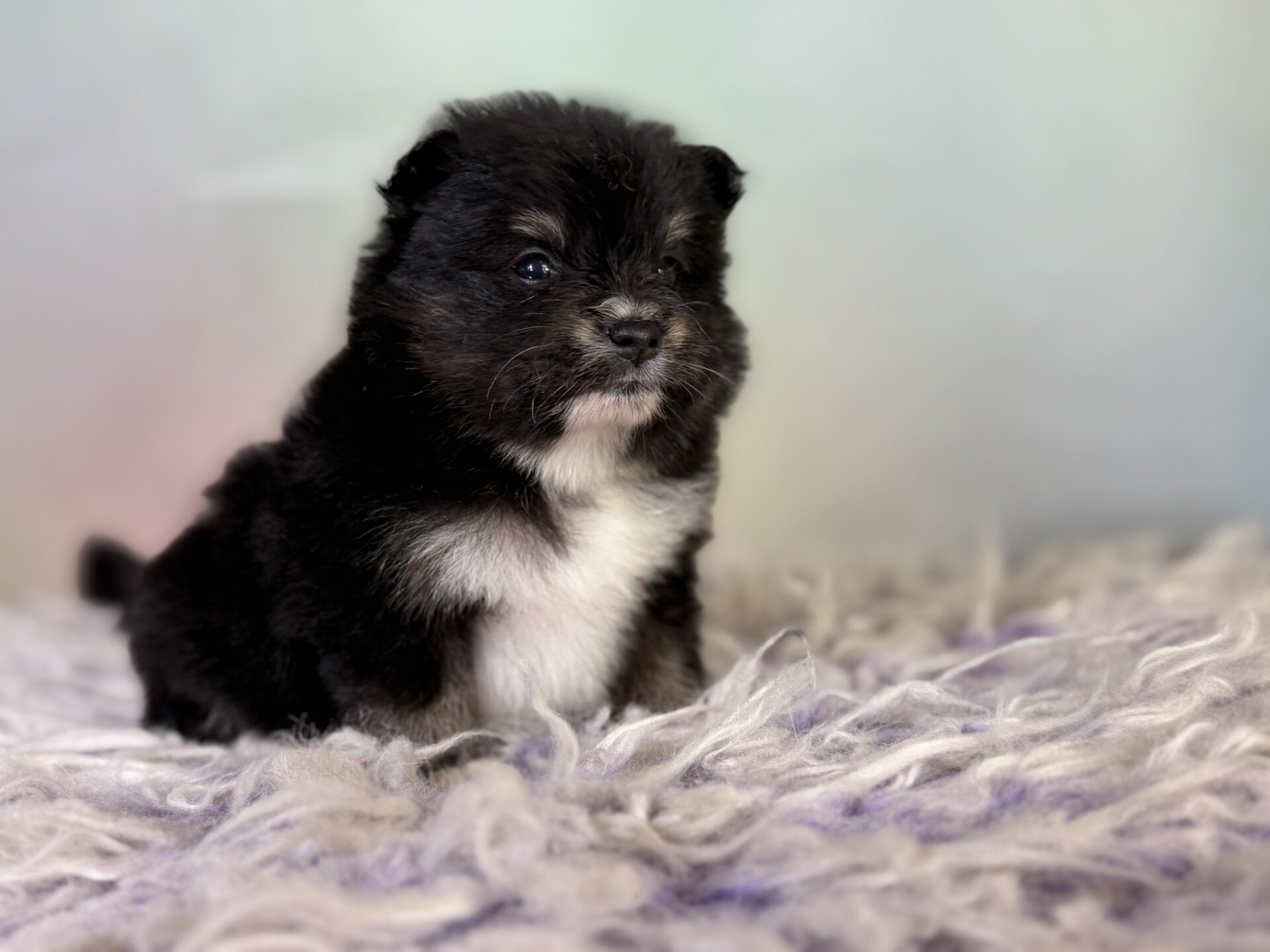 Tilly Female Pomeranian image 4