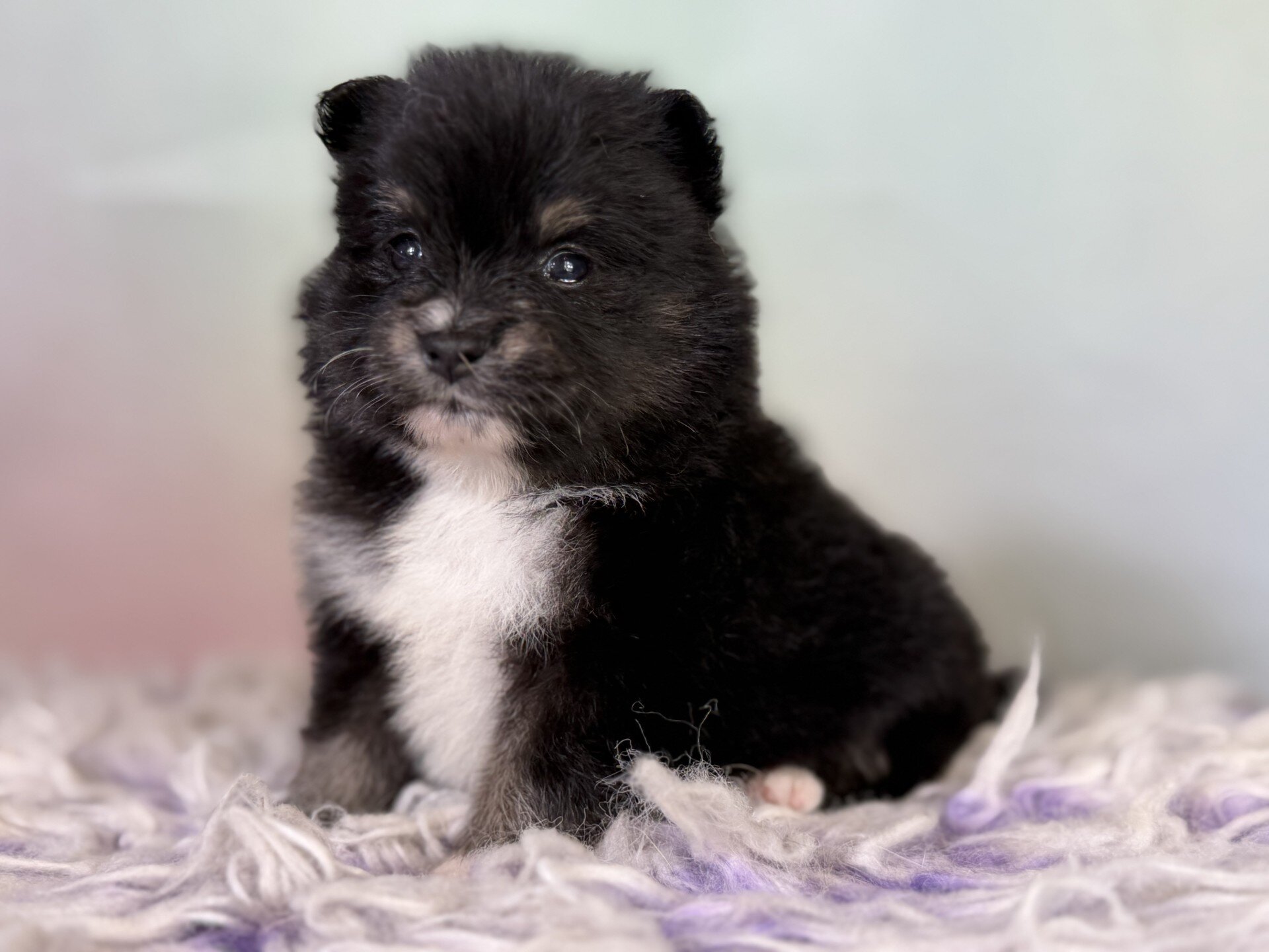 Tilly Female Pomeranian image 3