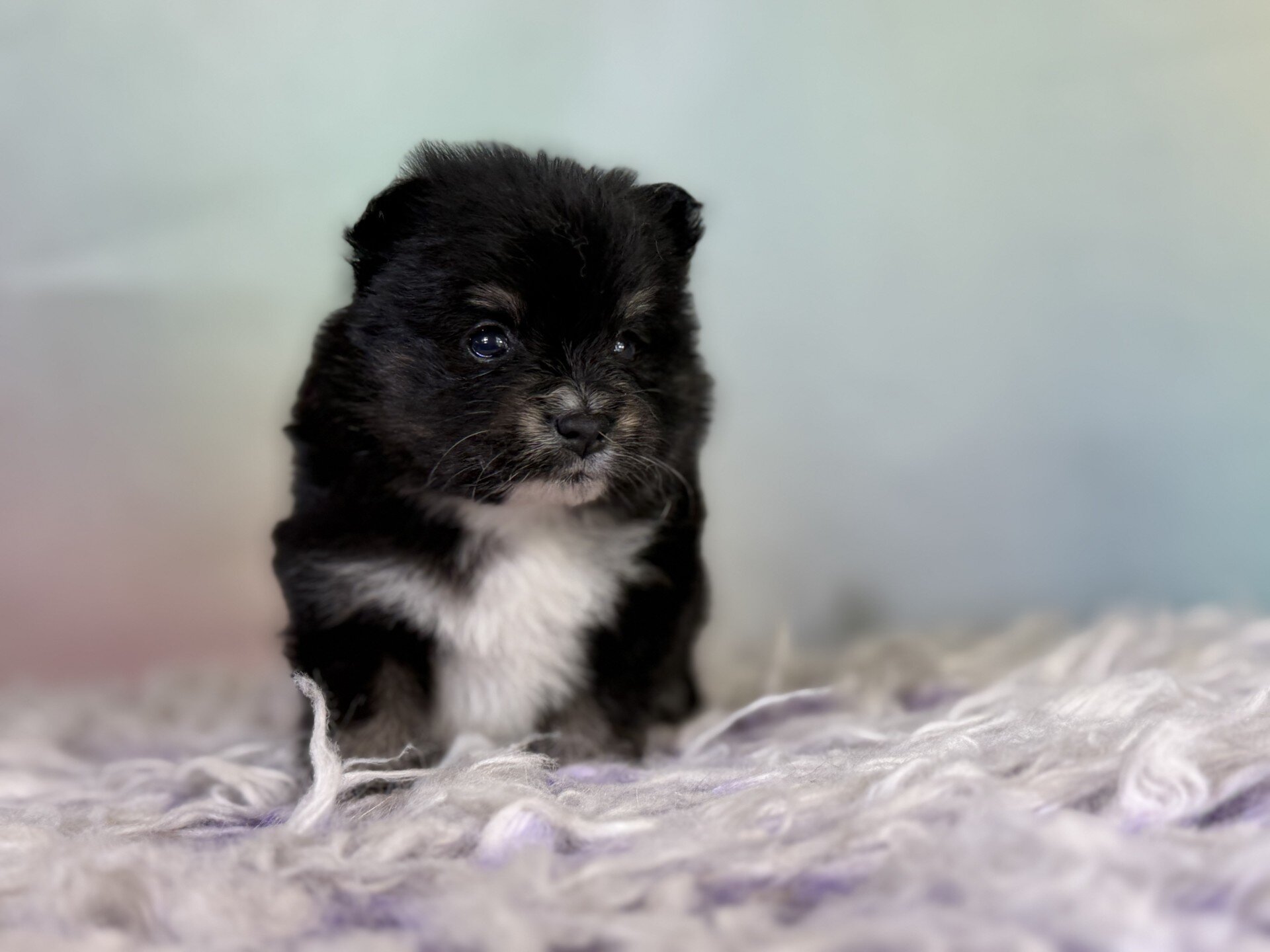 Tilly Female Pomeranian image 2