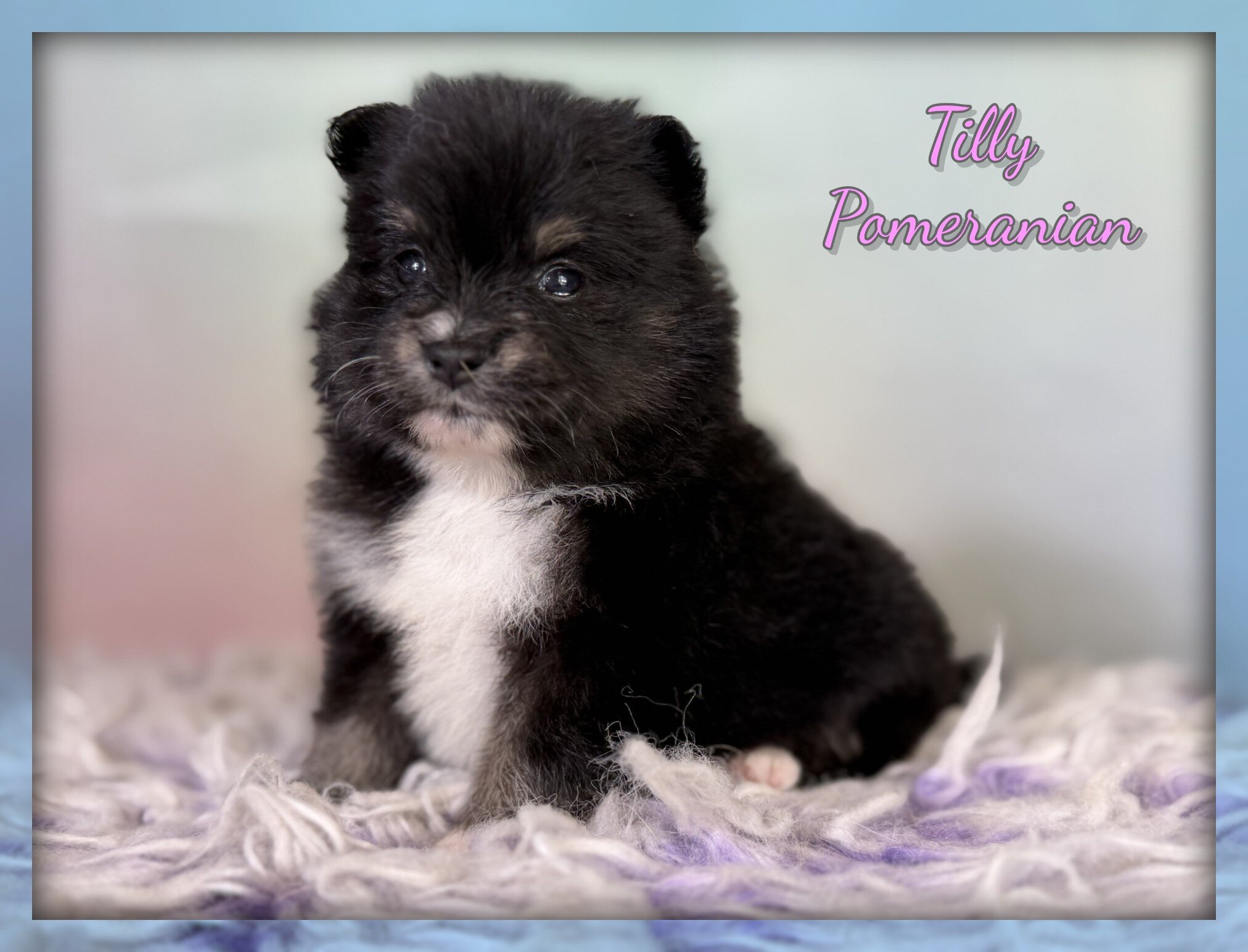 Tilly Female Pomeranian image 1