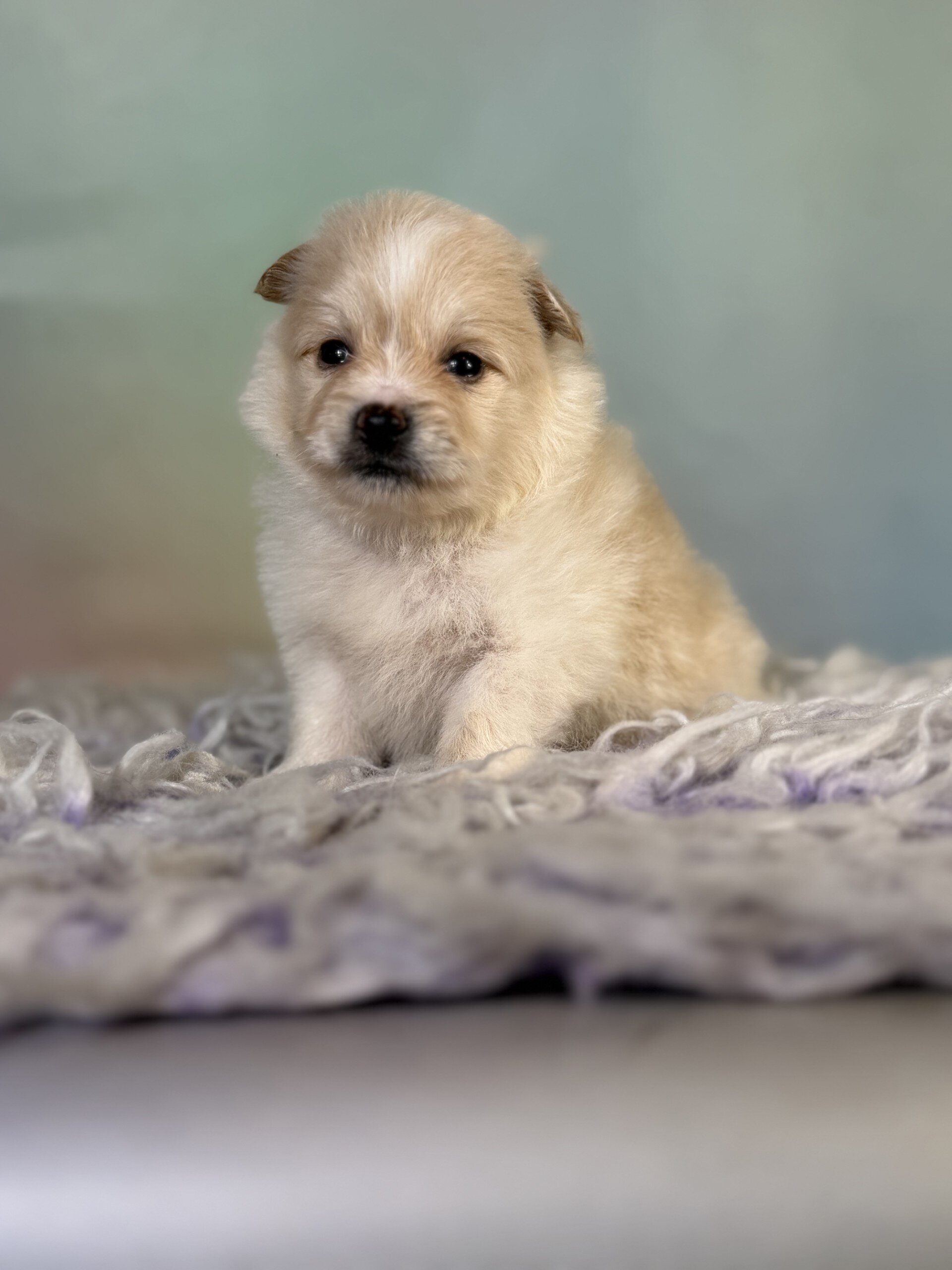 Tipton Male Pomeranian image 2