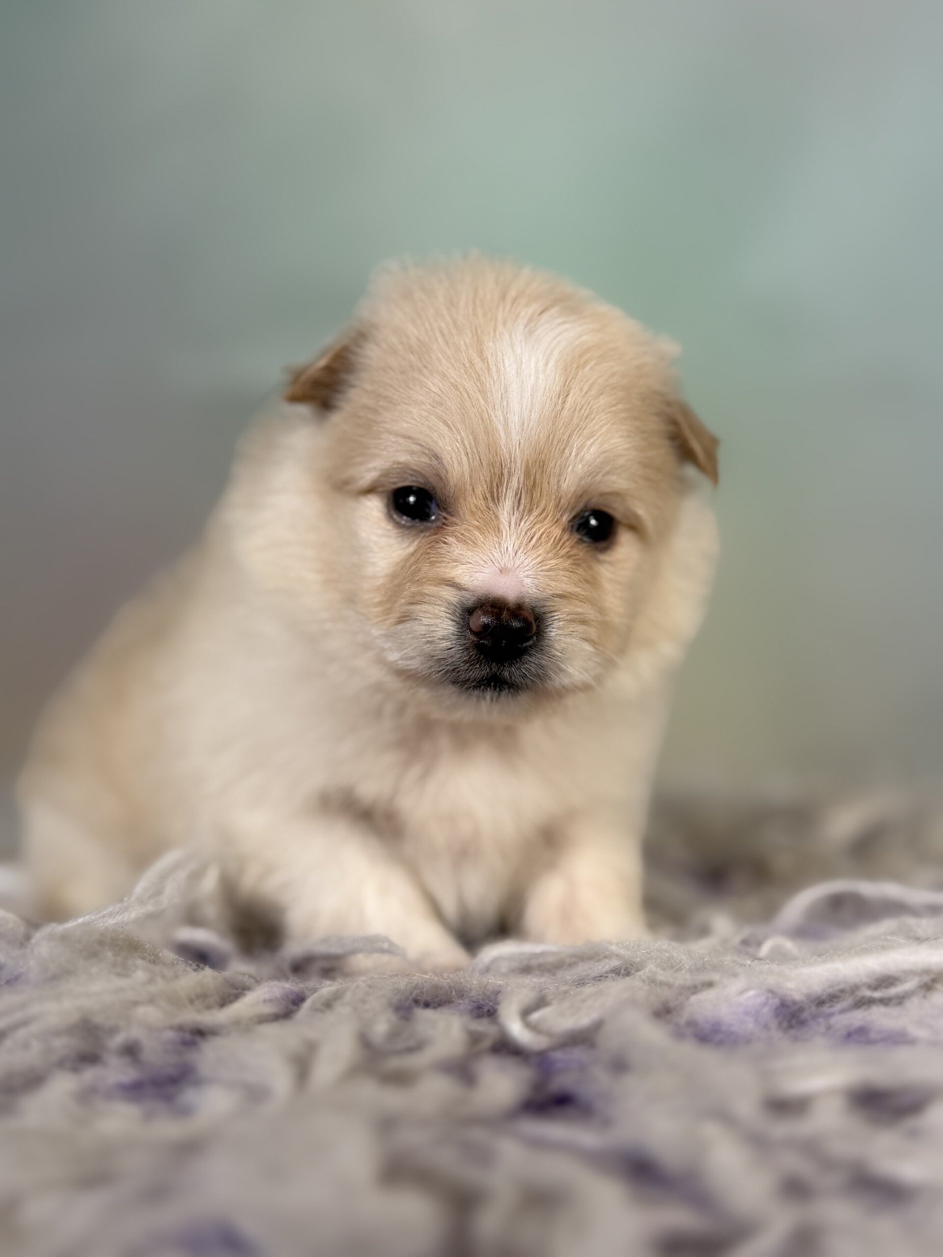 Tipton Male Pomeranian image 3