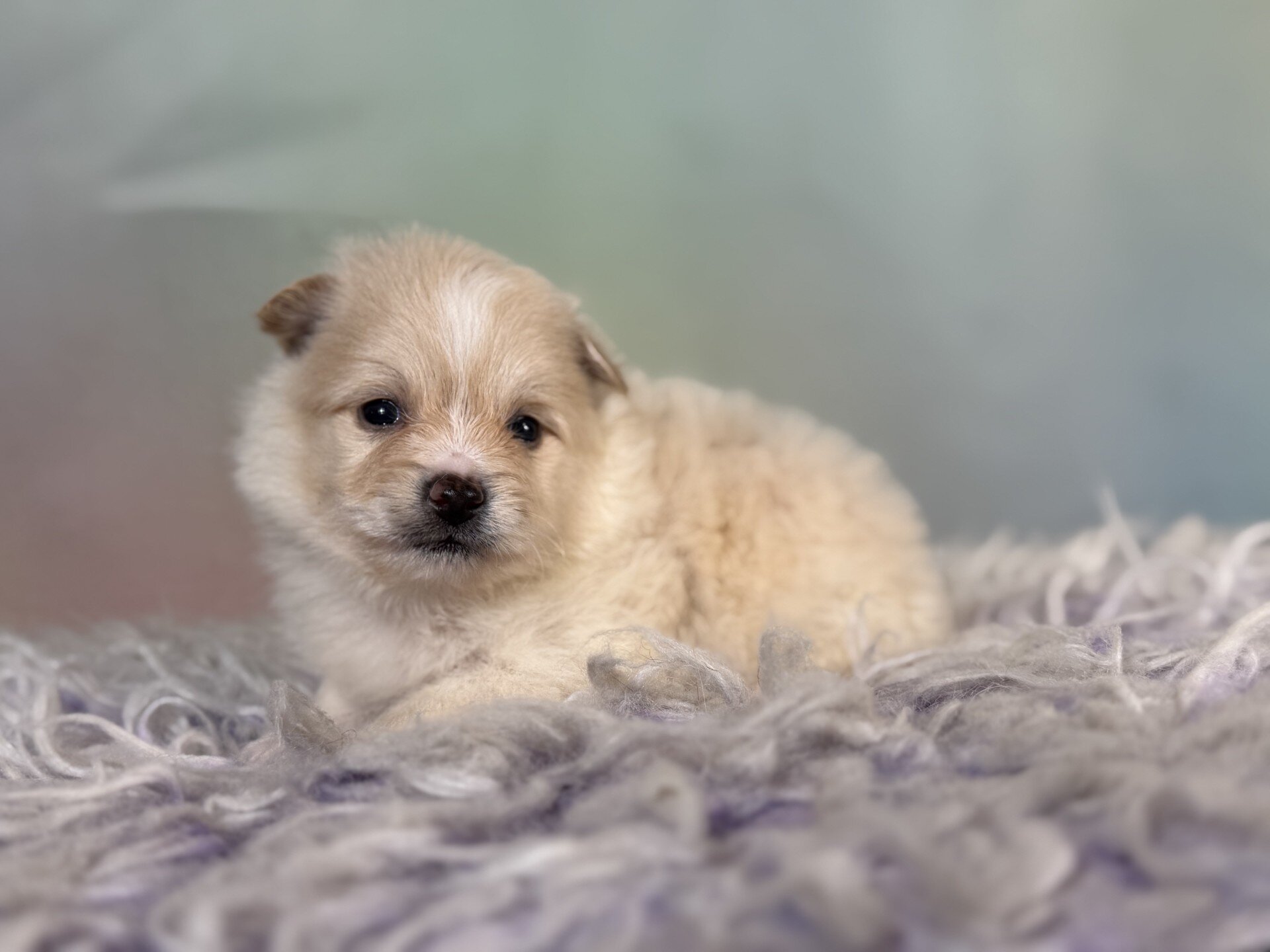 Tipton Male Pomeranian image 4